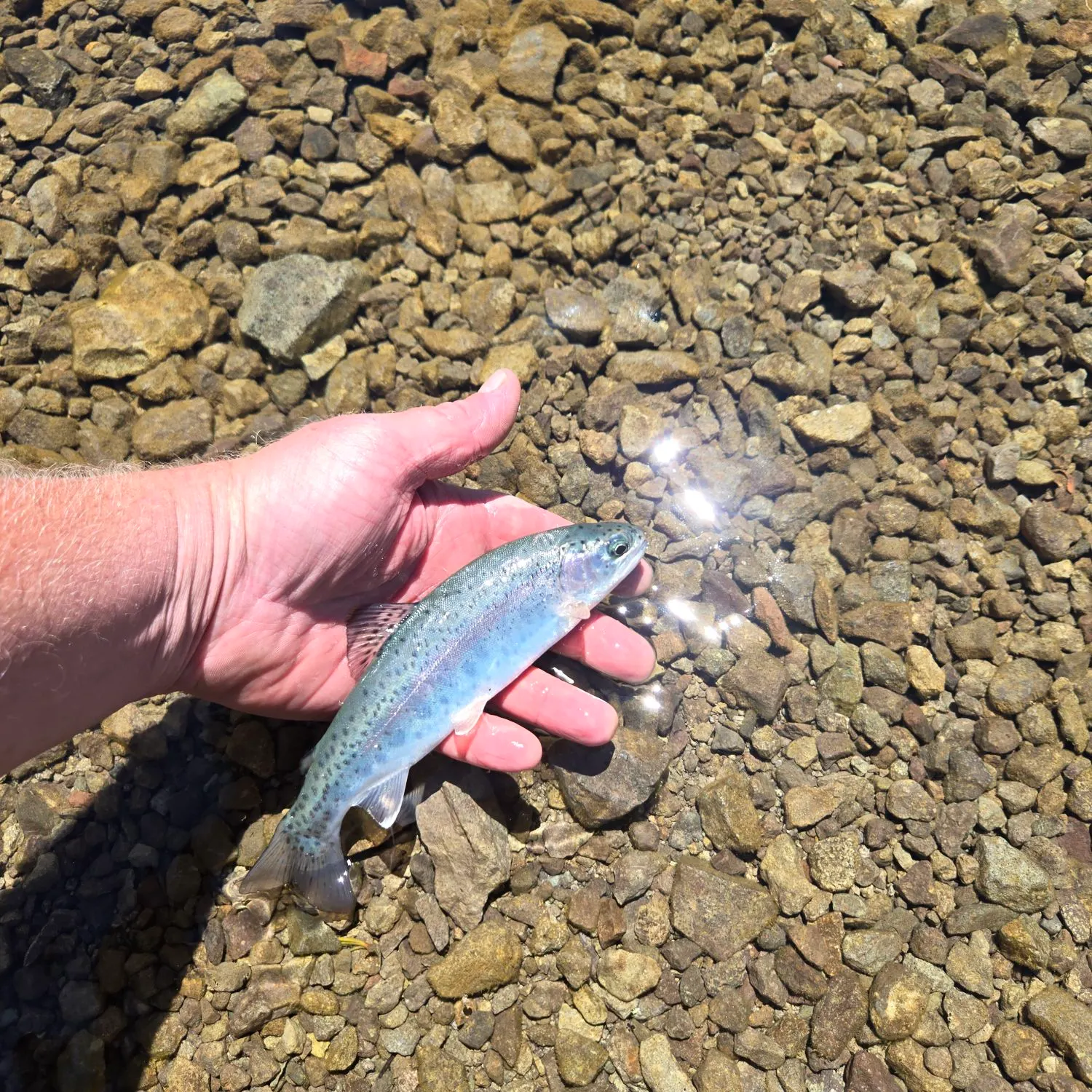 The most recent Kamloops trout catches on Fishbrain