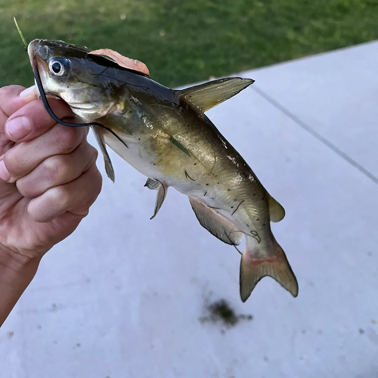catch