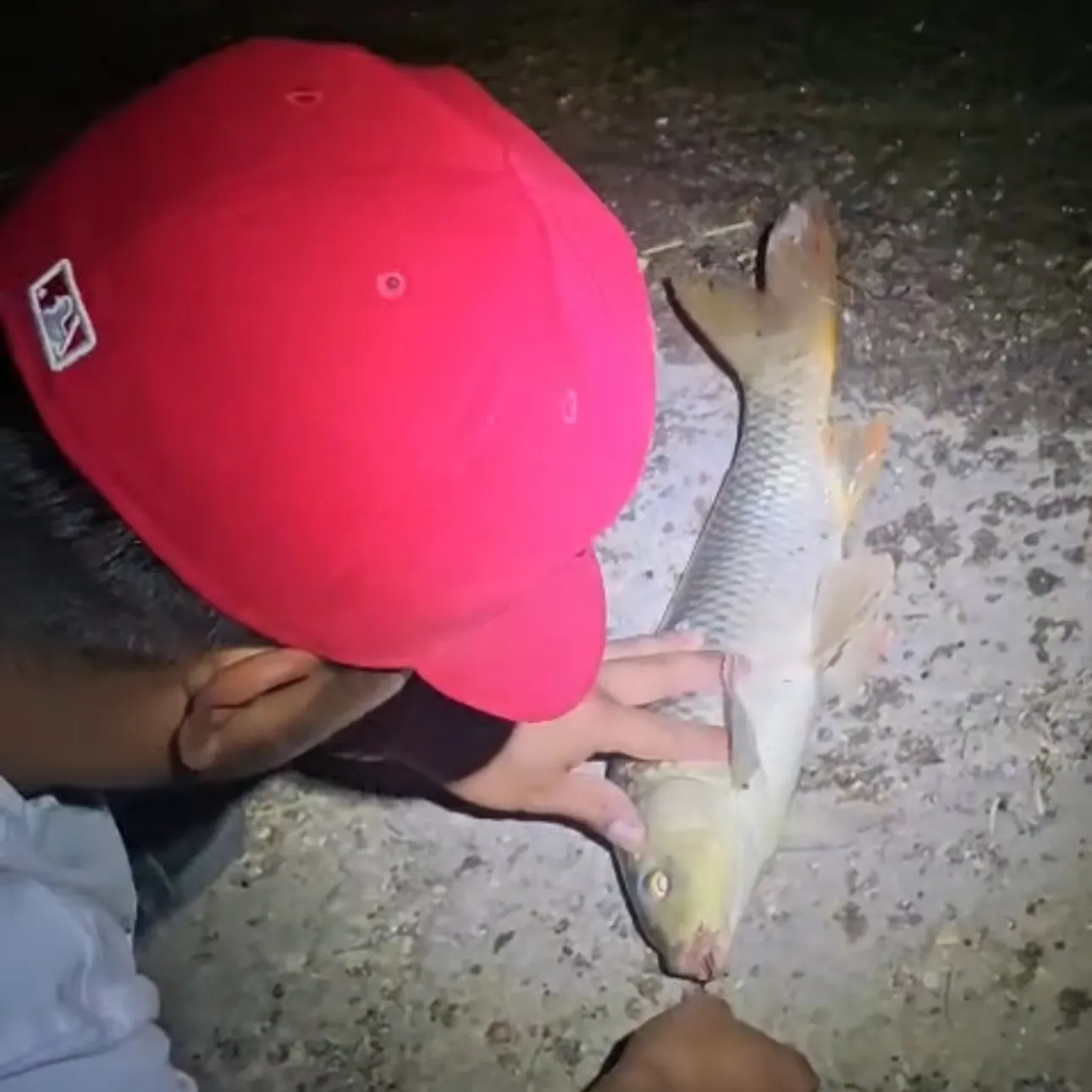 Common carp caught on Fishbrain