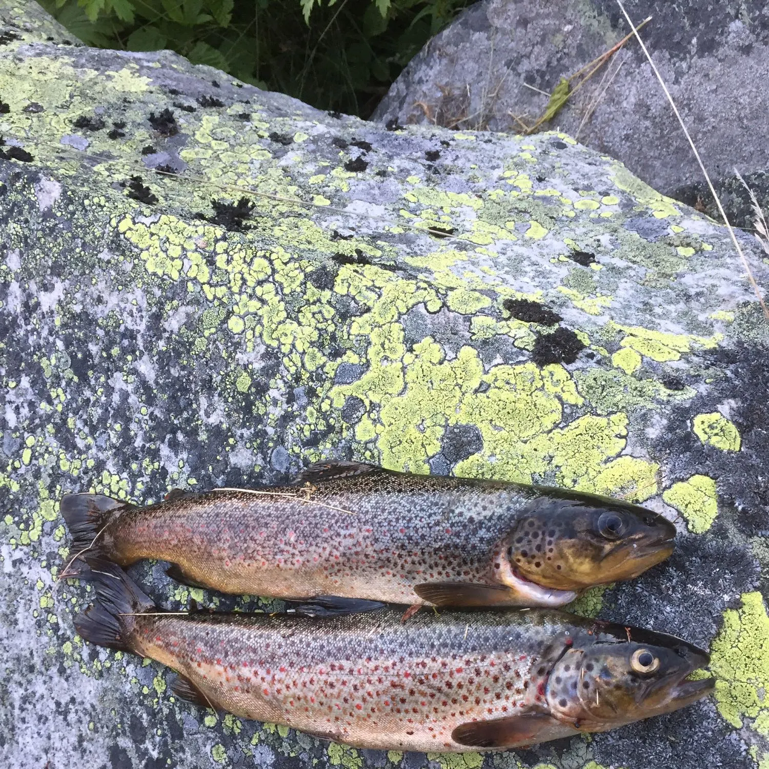 recently logged catches