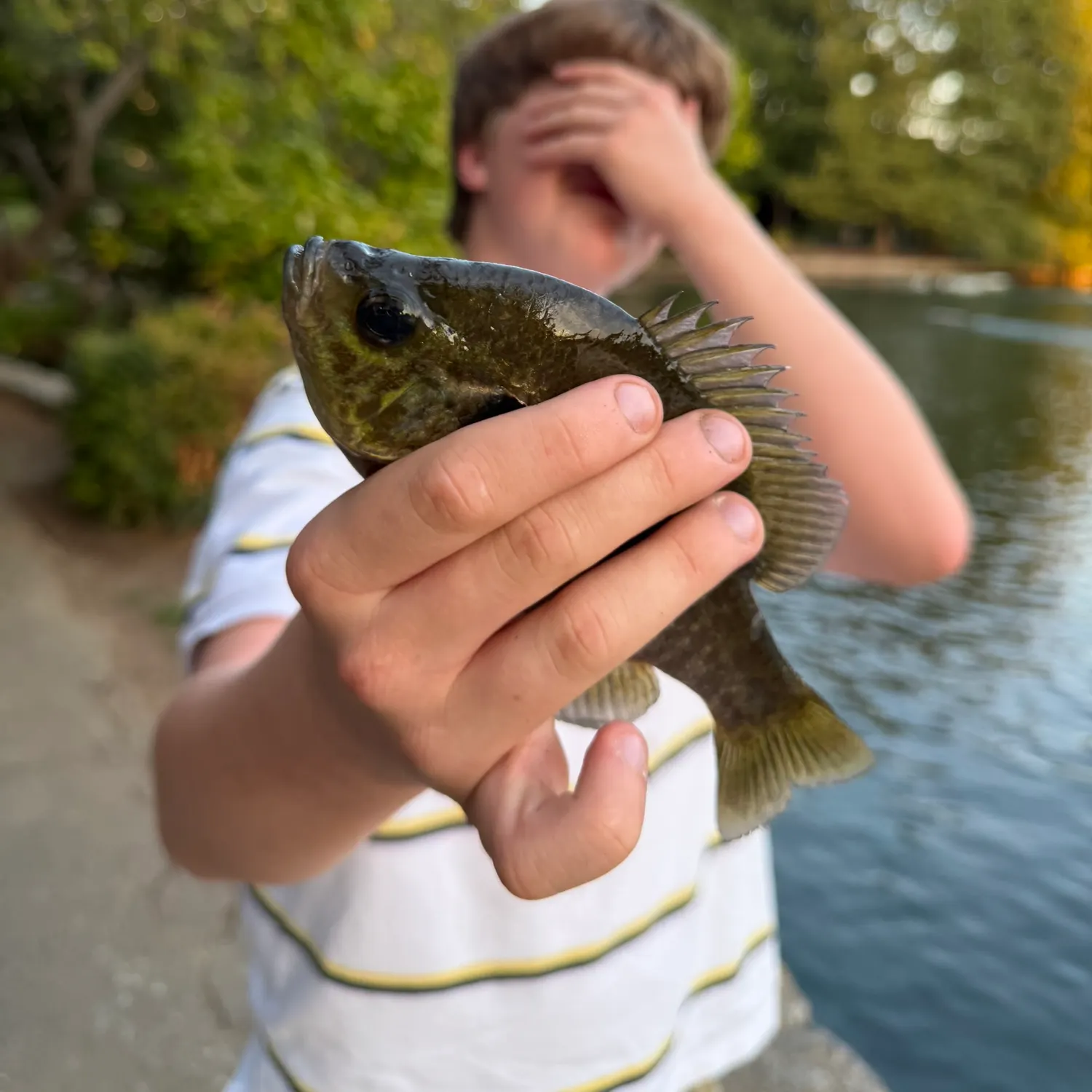 Green sunfish caught on Fishbrain