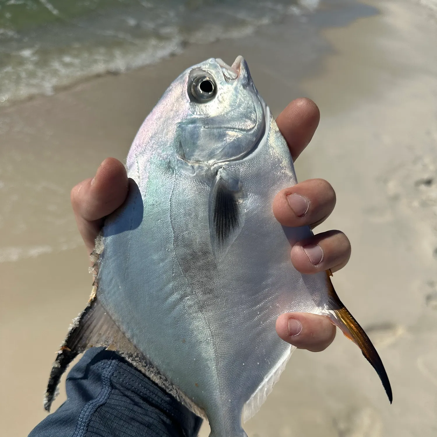 Palometa caught on Fishbrain