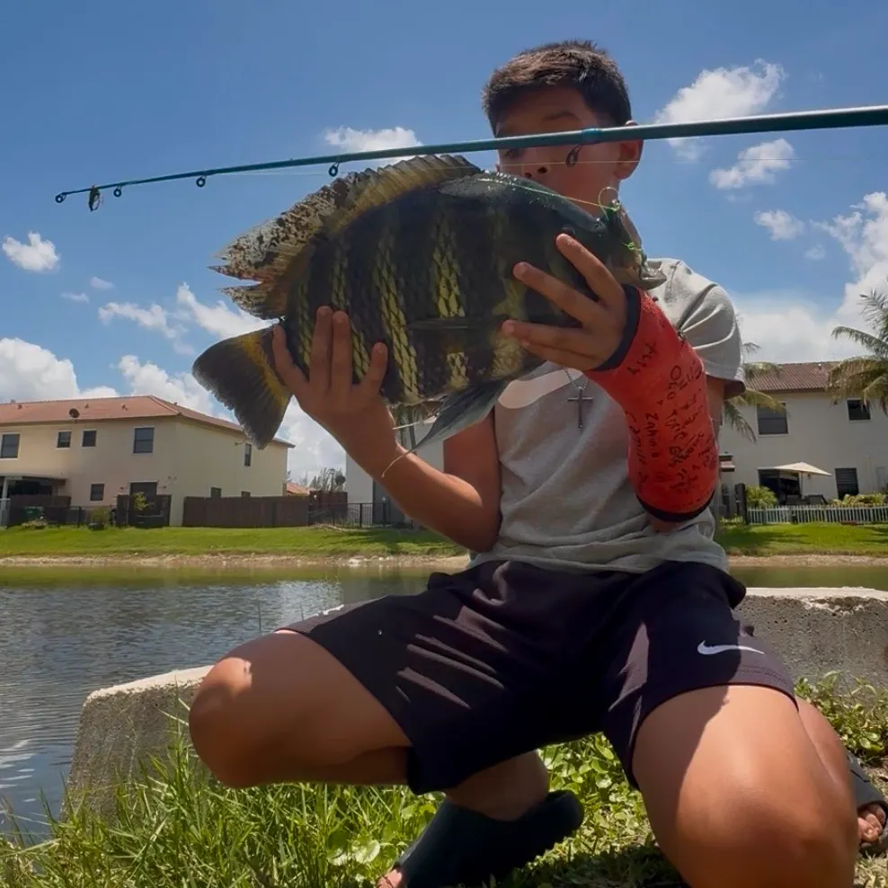 The most recent Zebra tilapia catches on Fishbrain