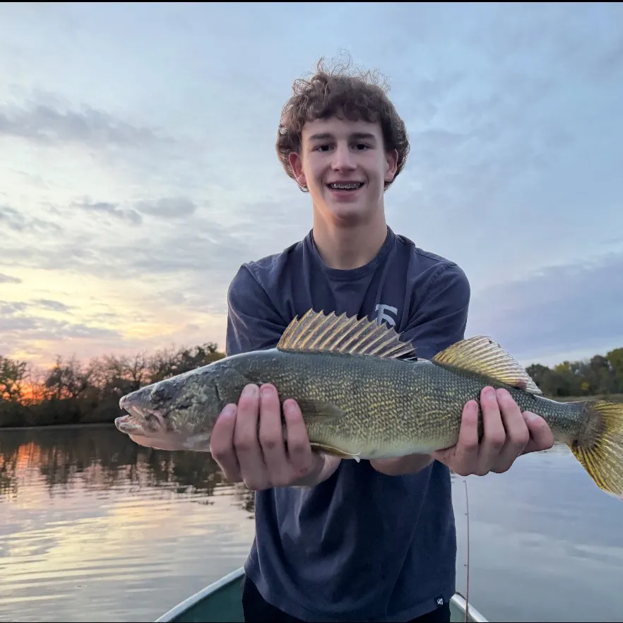 Walleye caught on Fishbrain