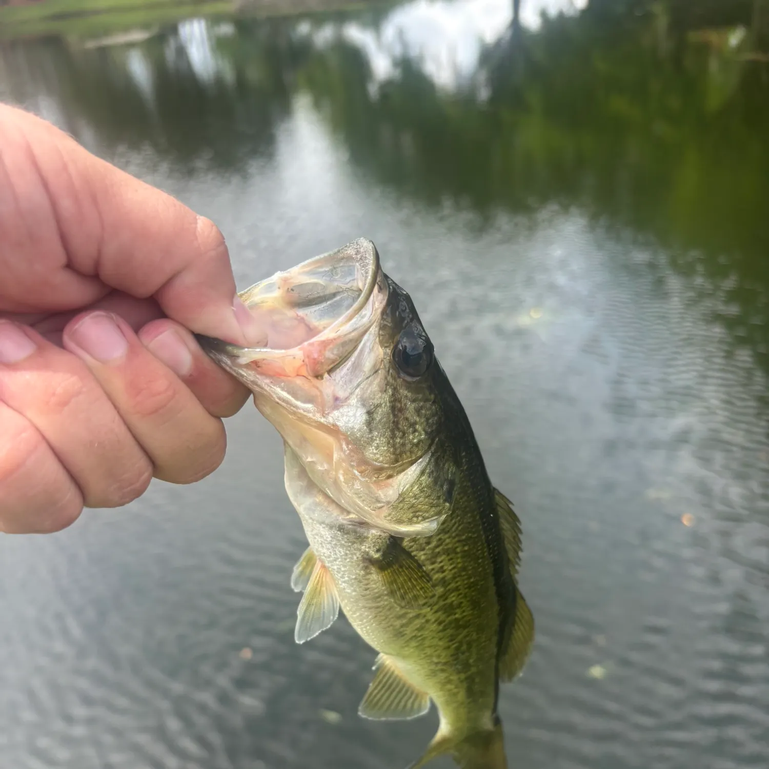 Largemouth bass caught on Fishbrain