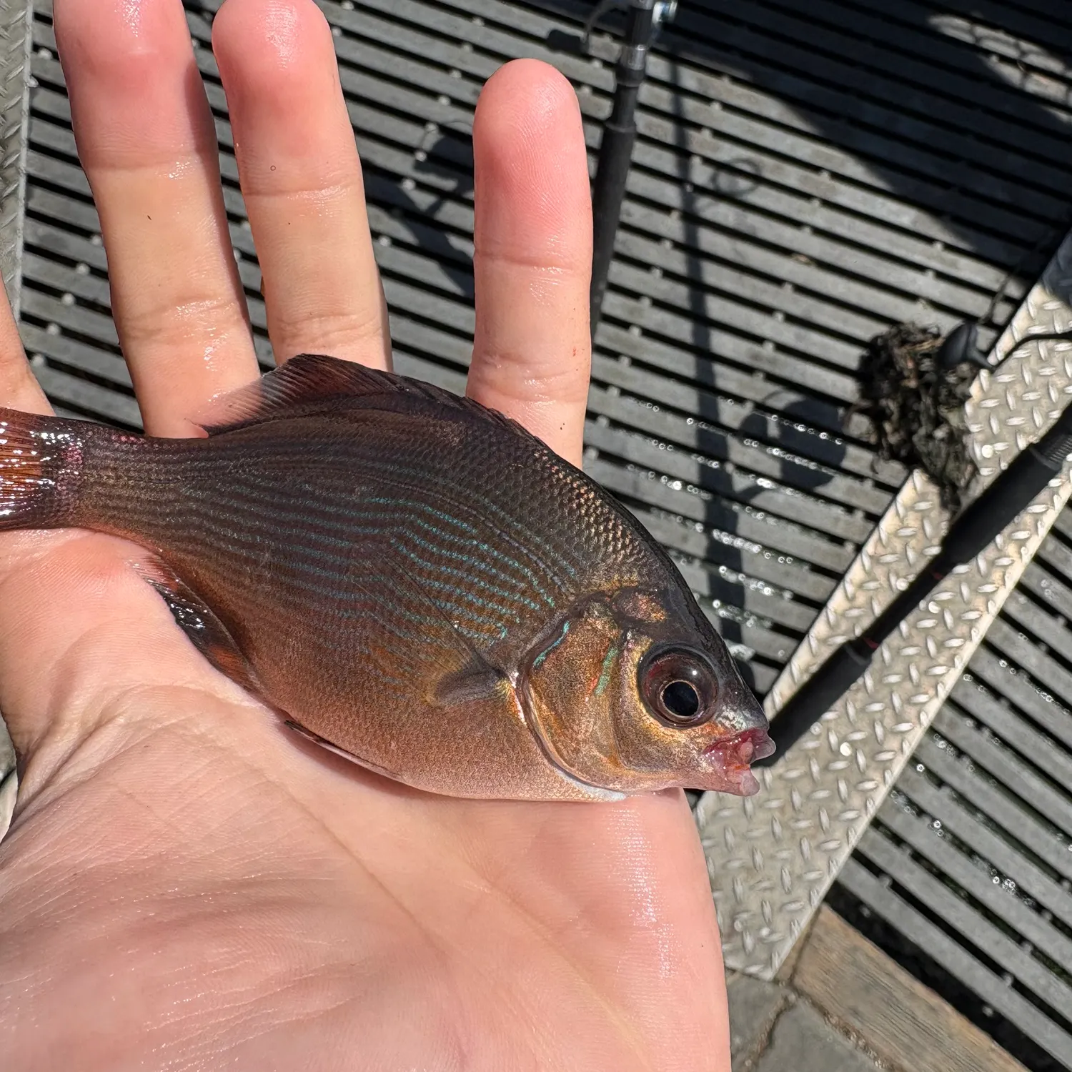 The most recent Striped seaperch catches on Fishbrain