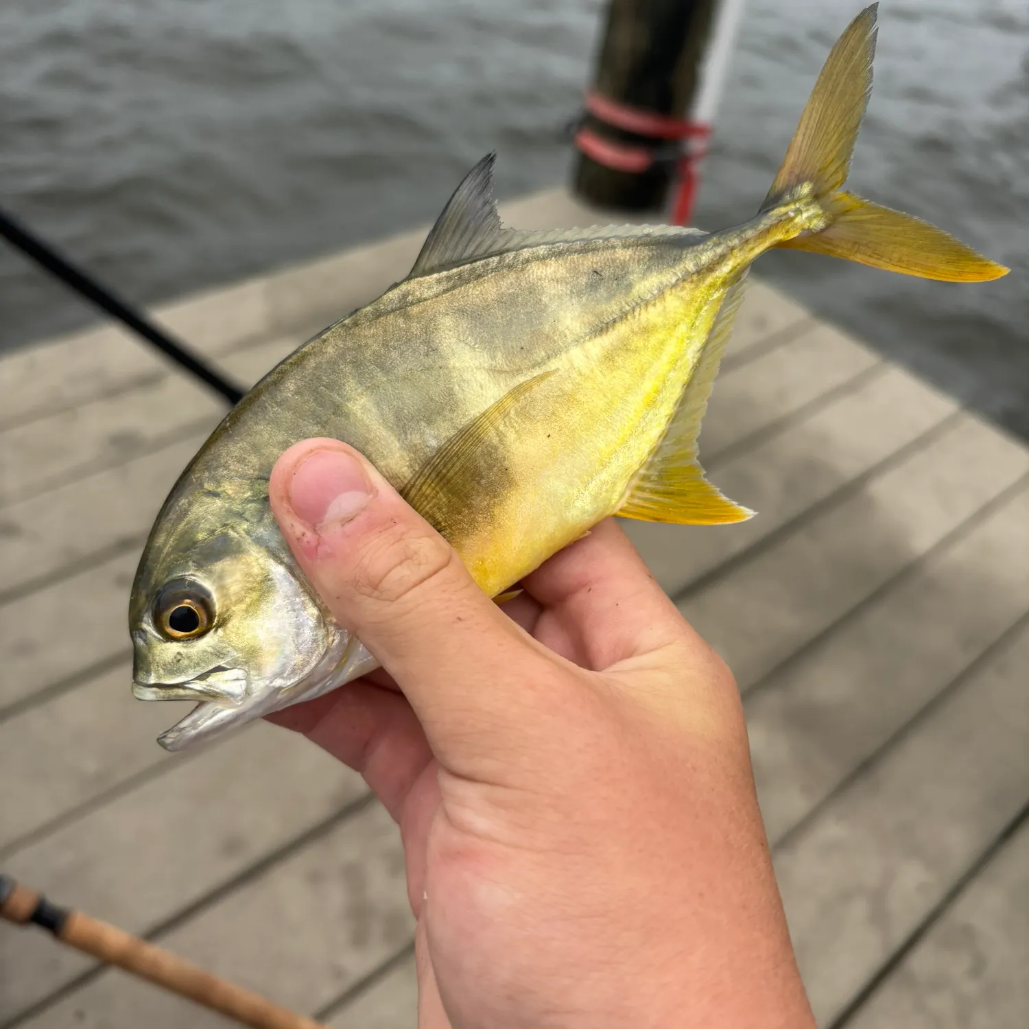 Crevalle jack caught on Fishbrain