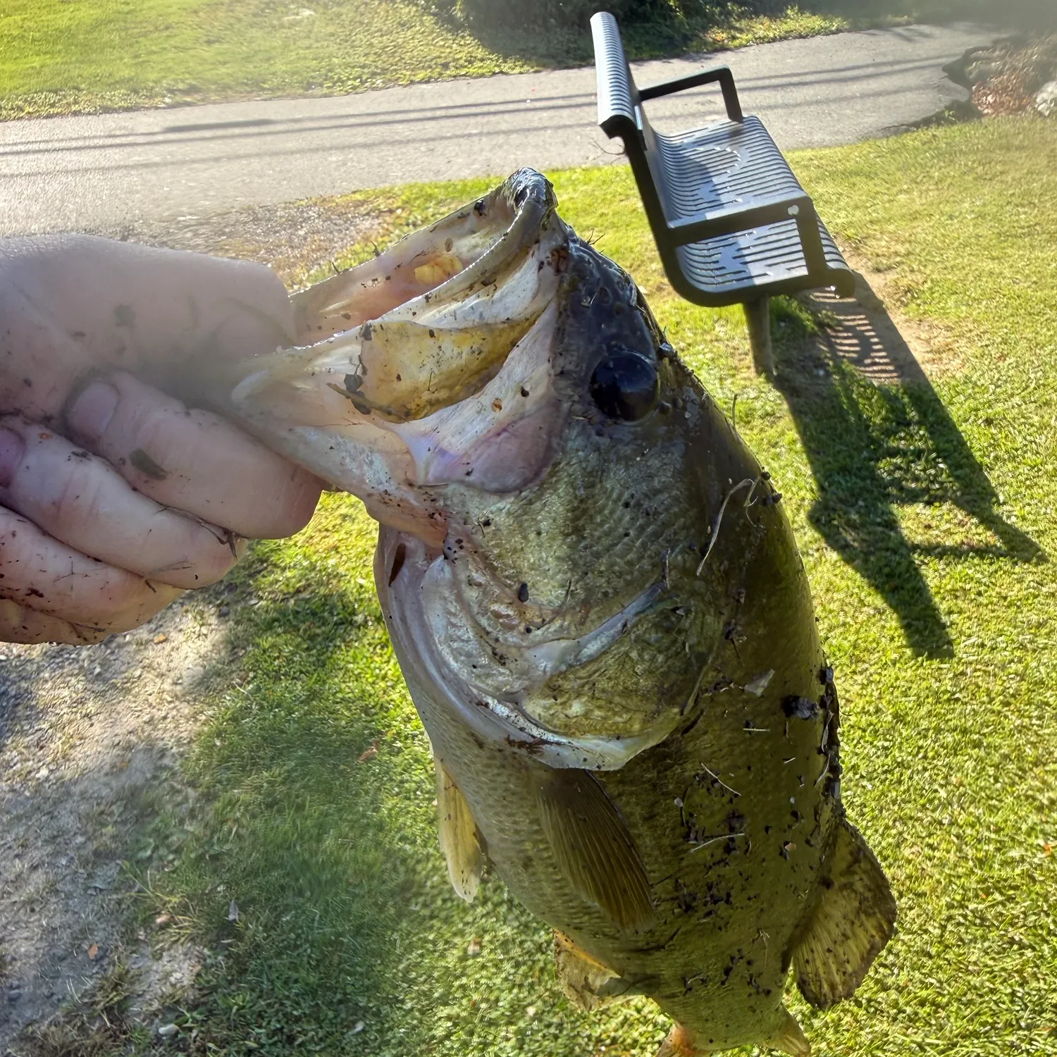 Largemouth bass caught on Fishbrain