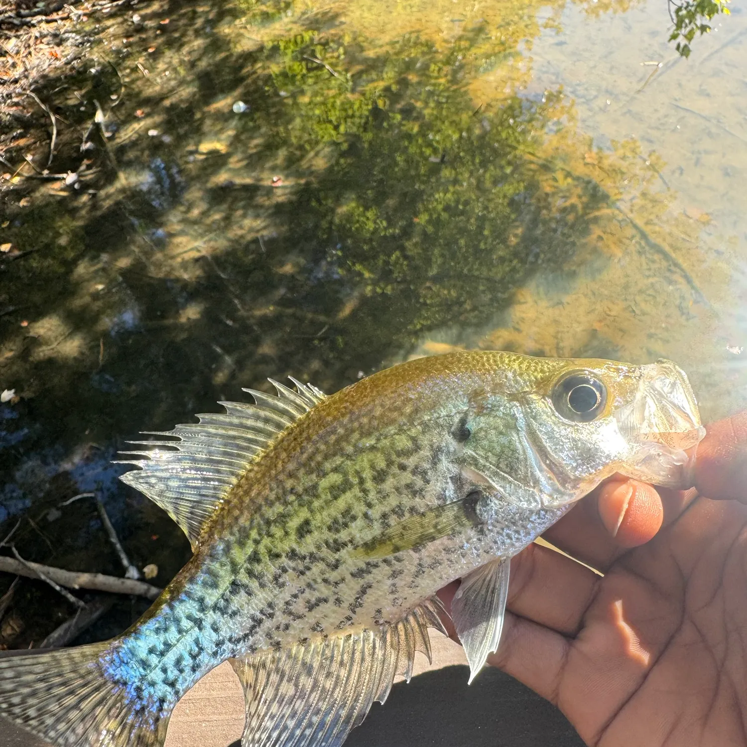Black crappie caught on Fishbrain