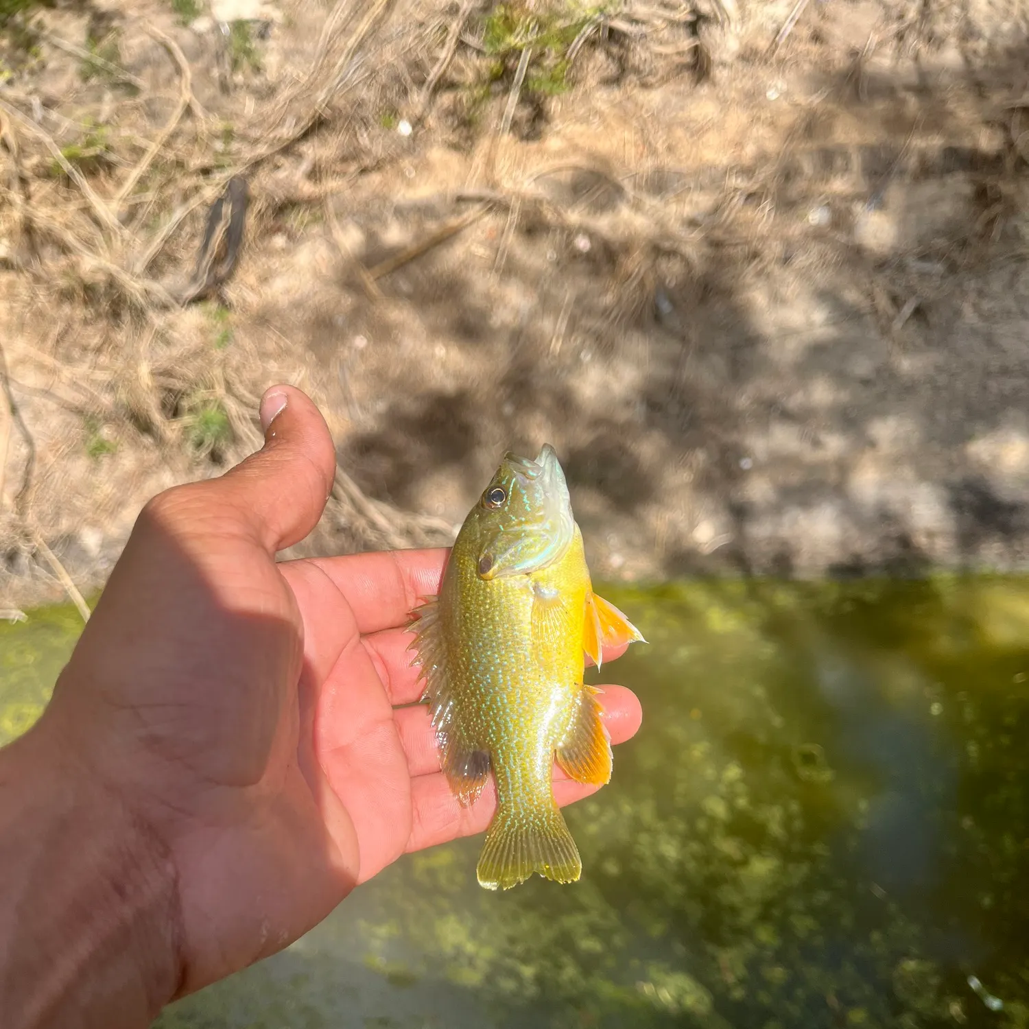 Green sunfish caught on Fishbrain