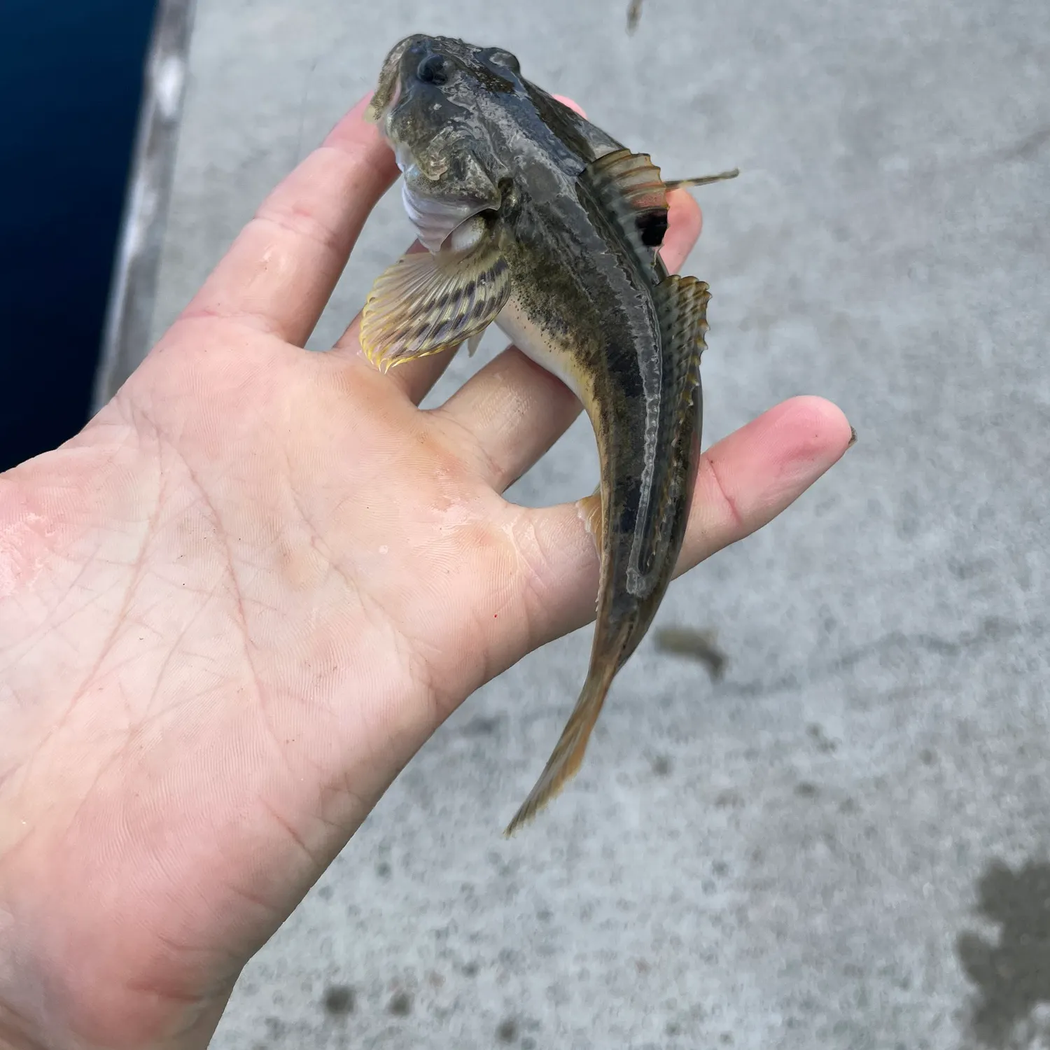The most recent Pacific staghorn sculpin catches on Fishbrain