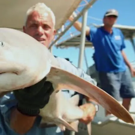 The most recent Speartooth shark catches on Fishbrain