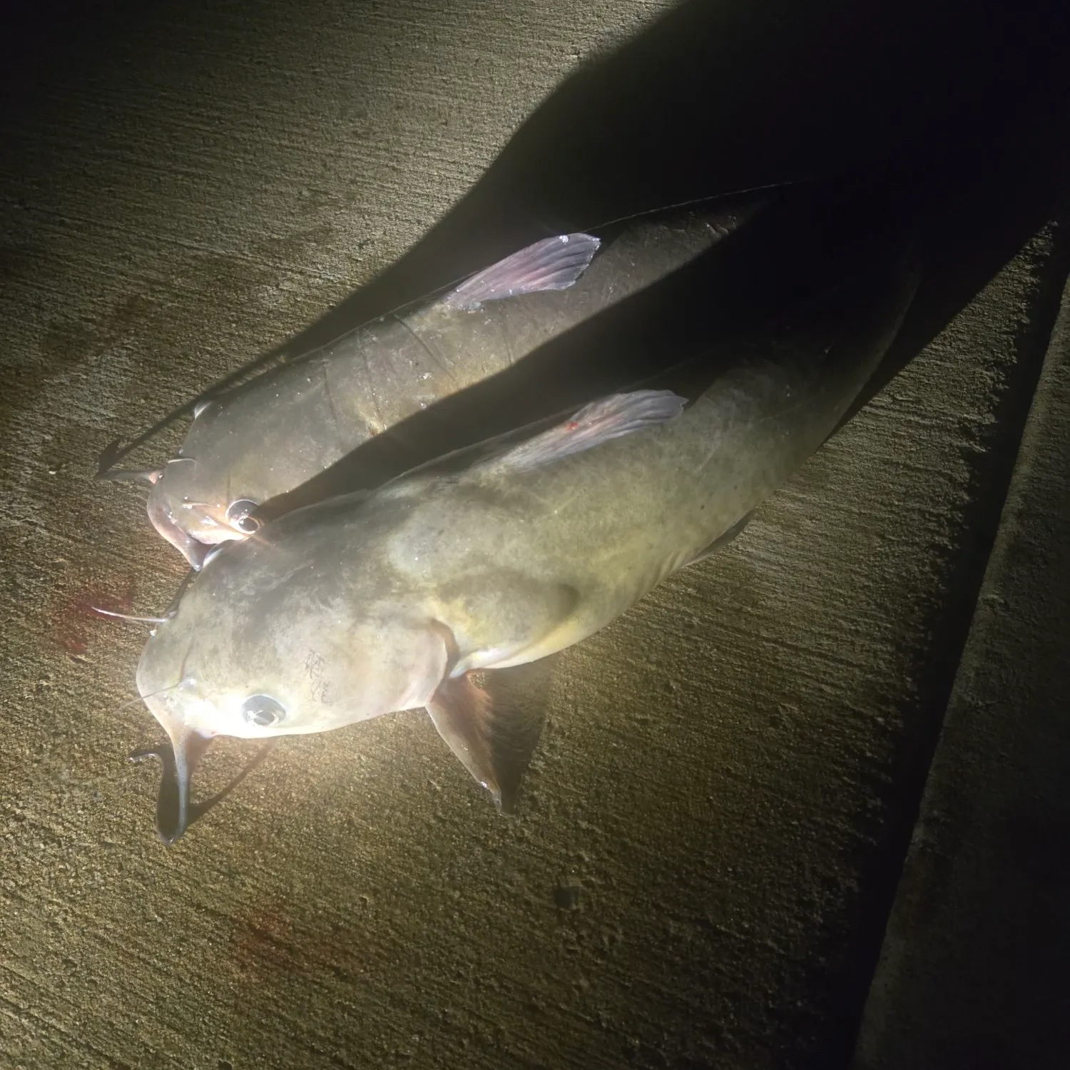 Channel catfish caught on Fishbrain