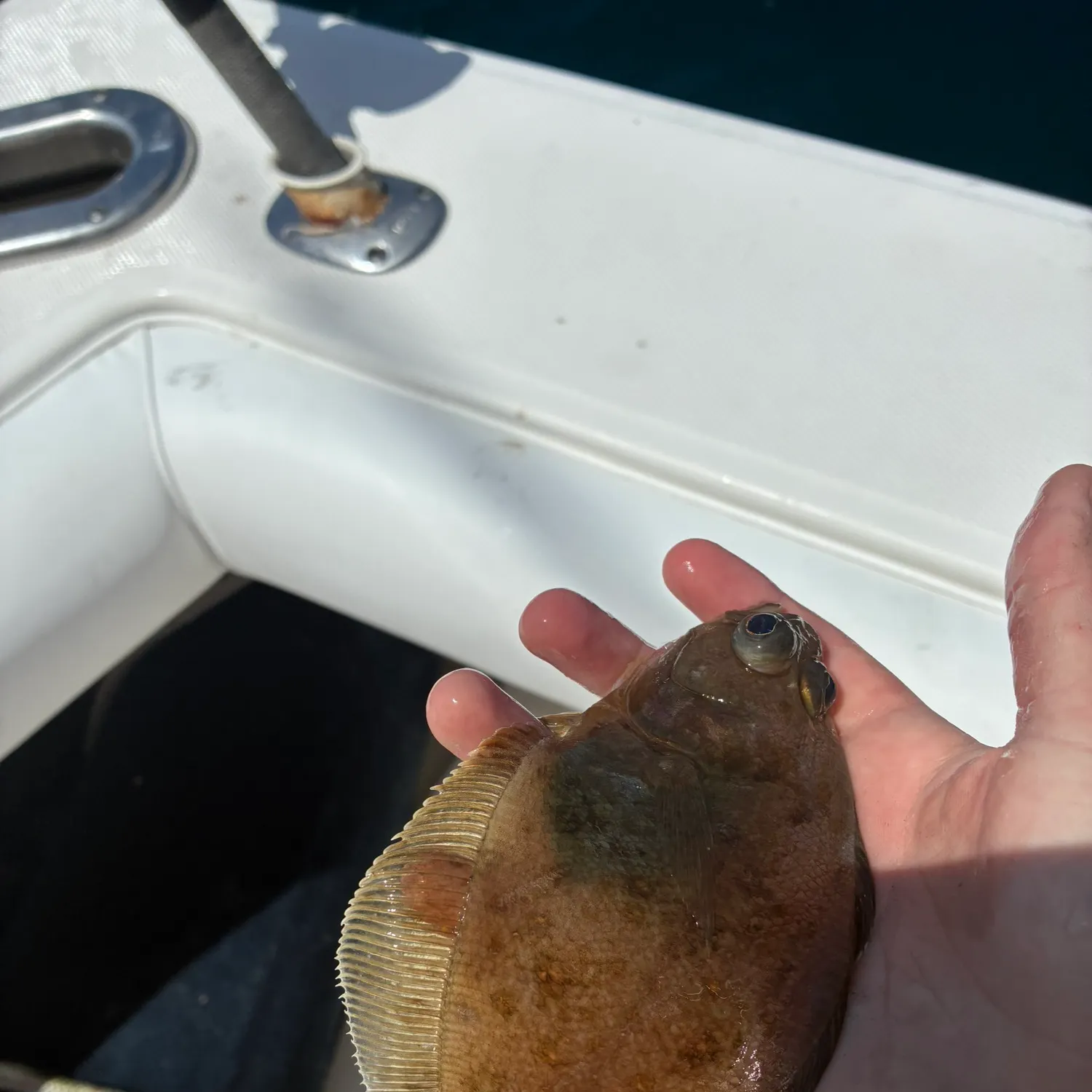The most recent Pacific sanddab catches on Fishbrain