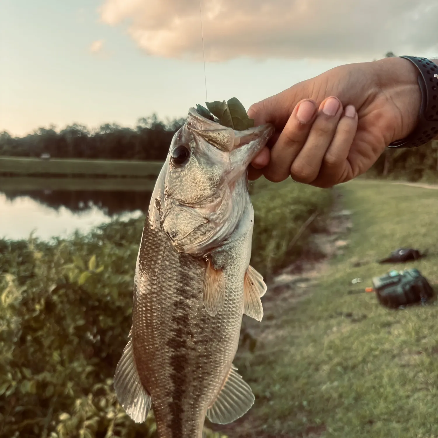 catch