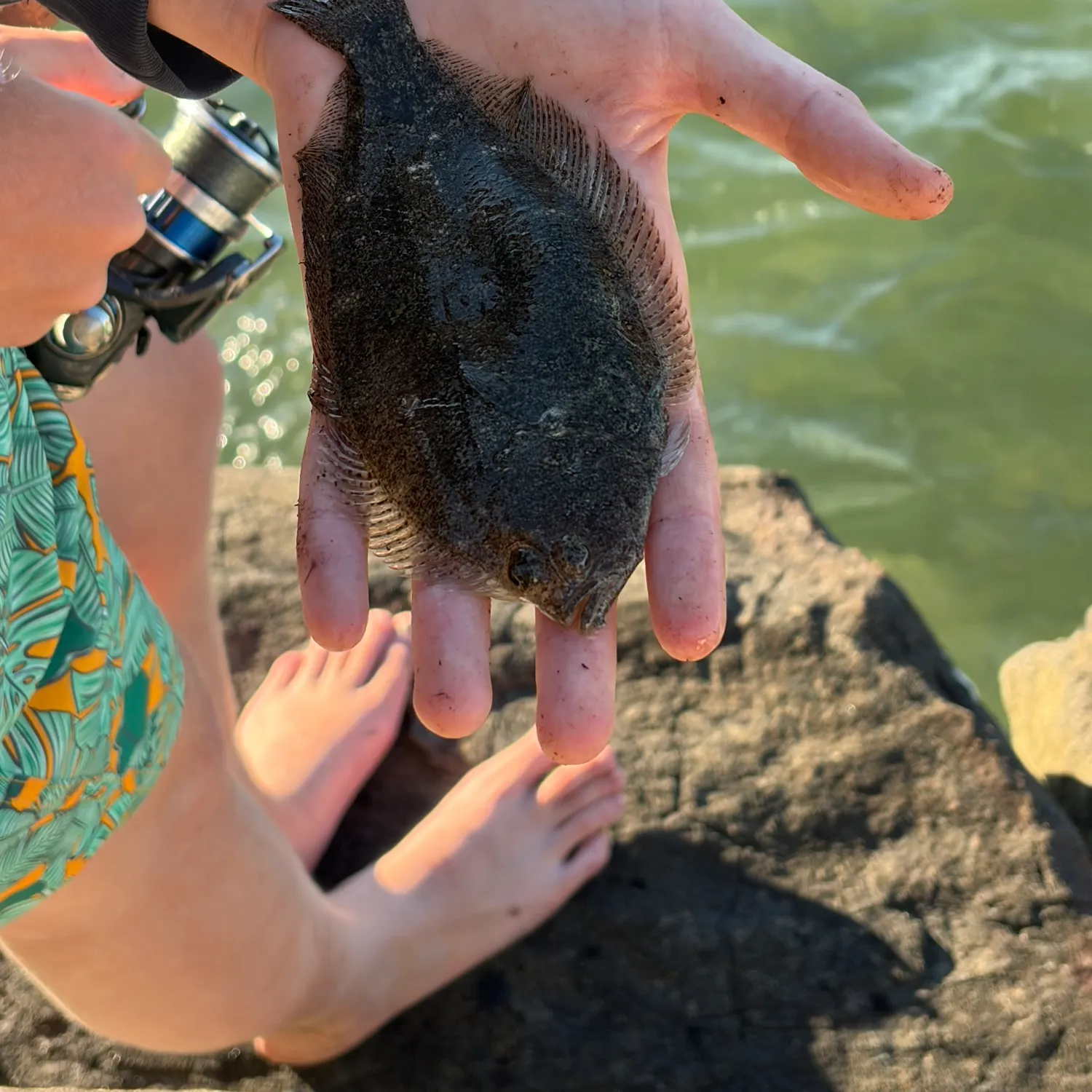 The most recent English sole catches on Fishbrain