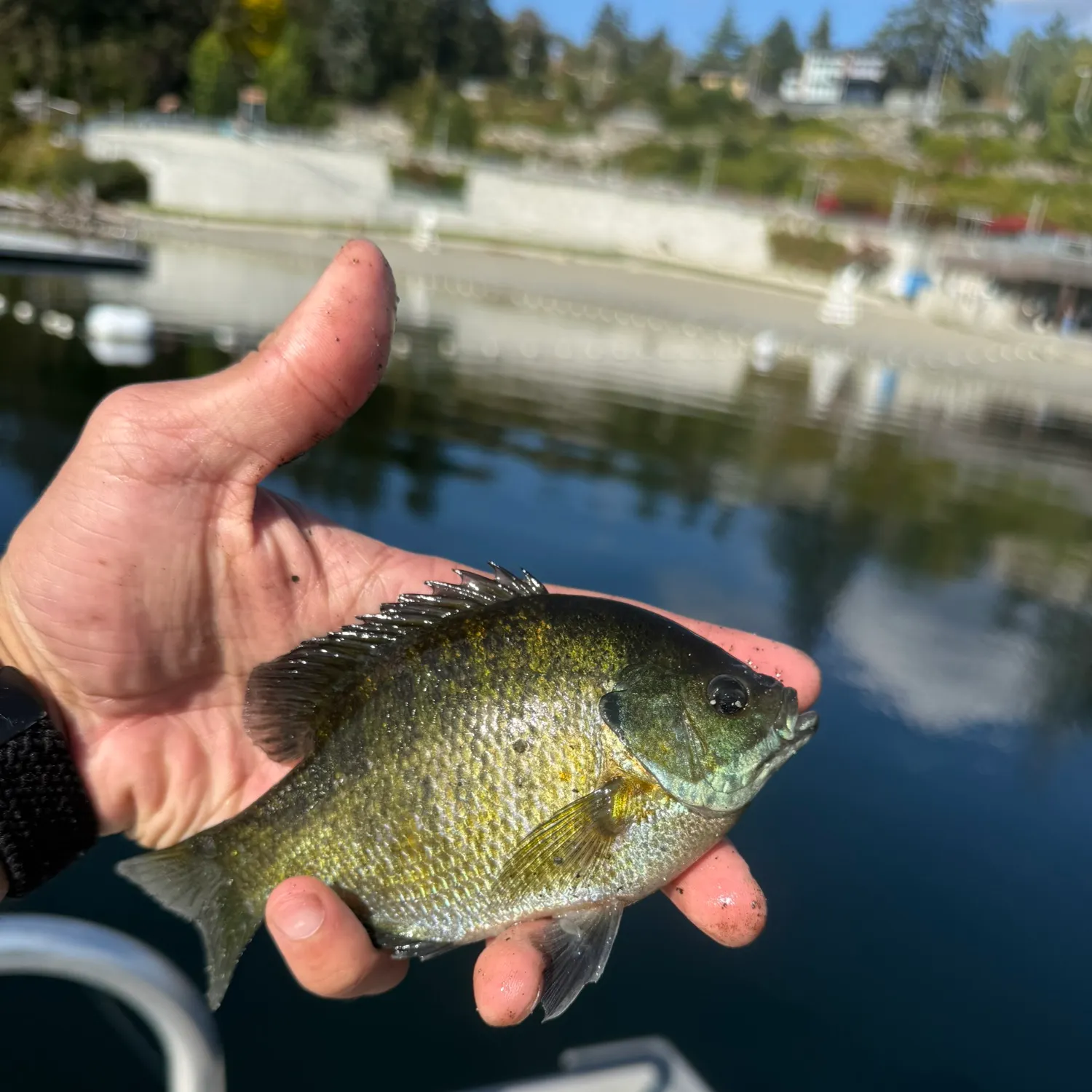 Bluegill caught on Fishbrain