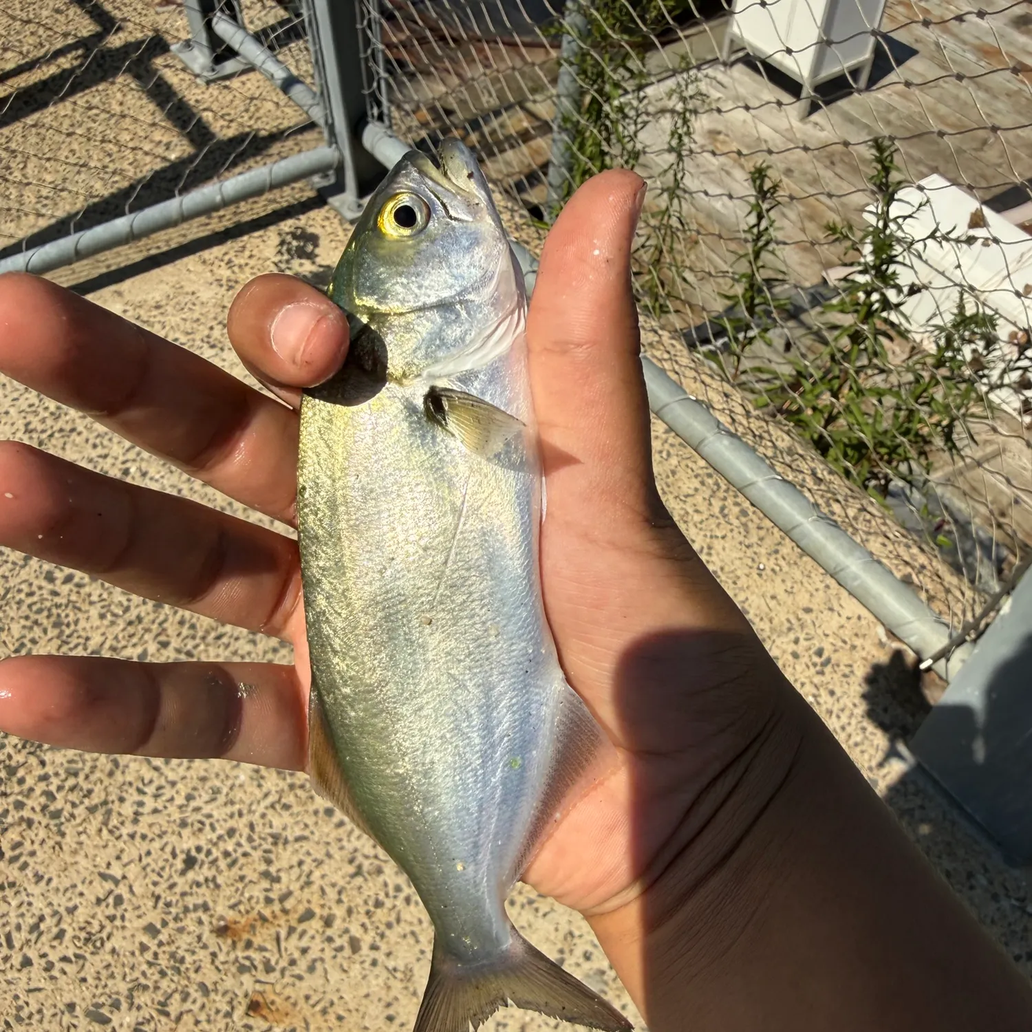 Bluefish caught on Fishbrain