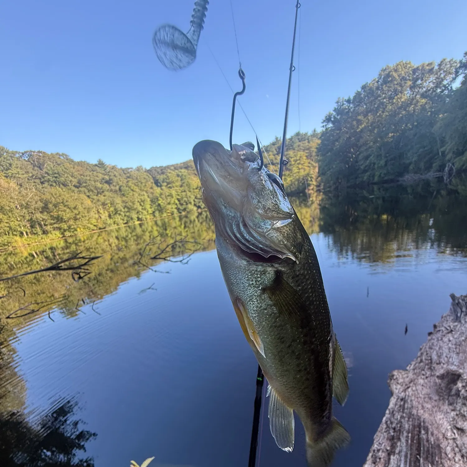 Largemouth bass caught on Fishbrain