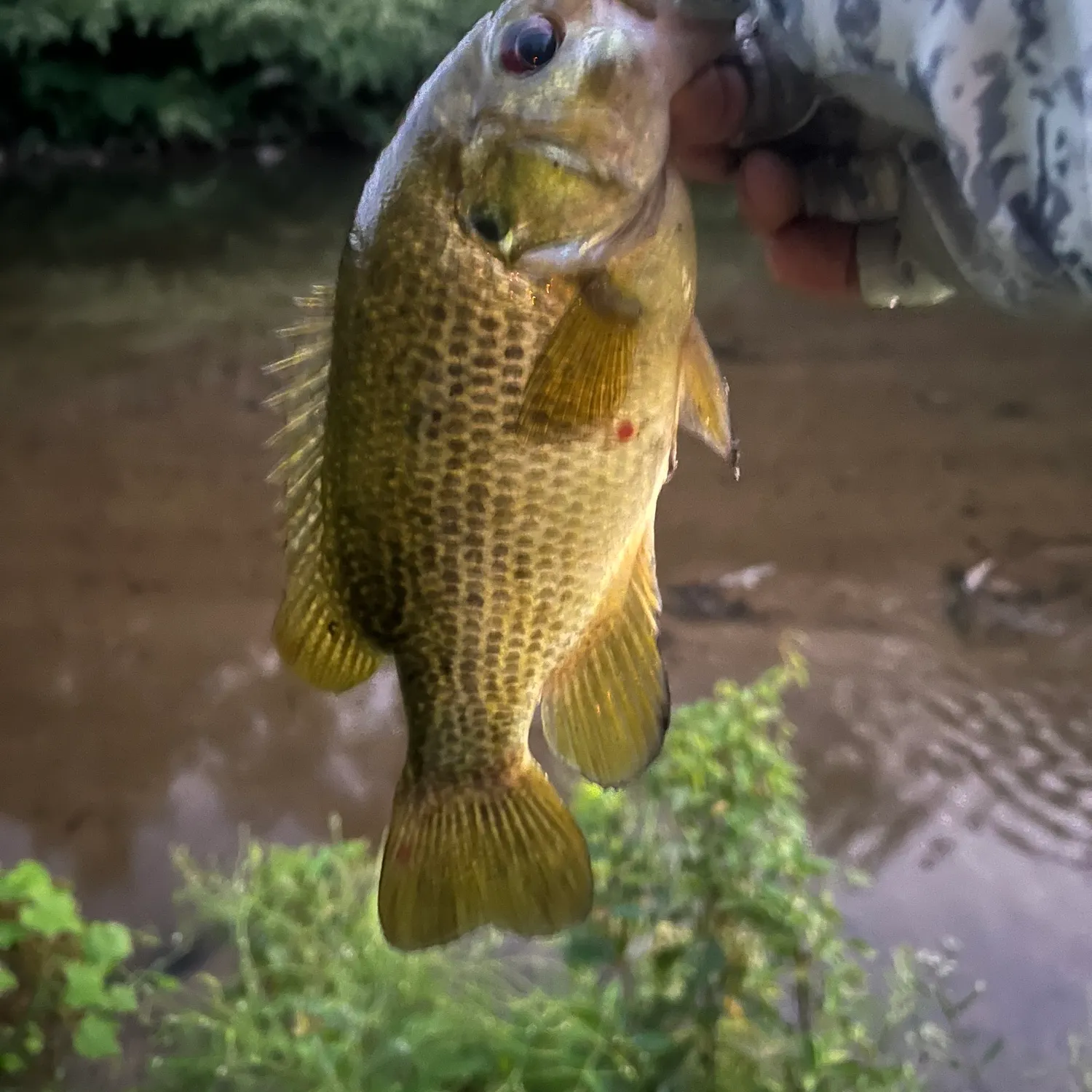 Rock bass caught on Fishbrain