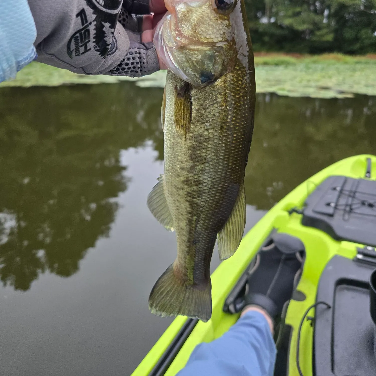 Largemouth bass caught on Fishbrain