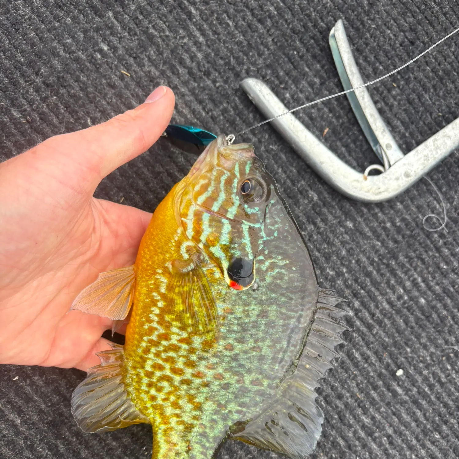 The most recent Pumpkinseed catches on Fishbrain