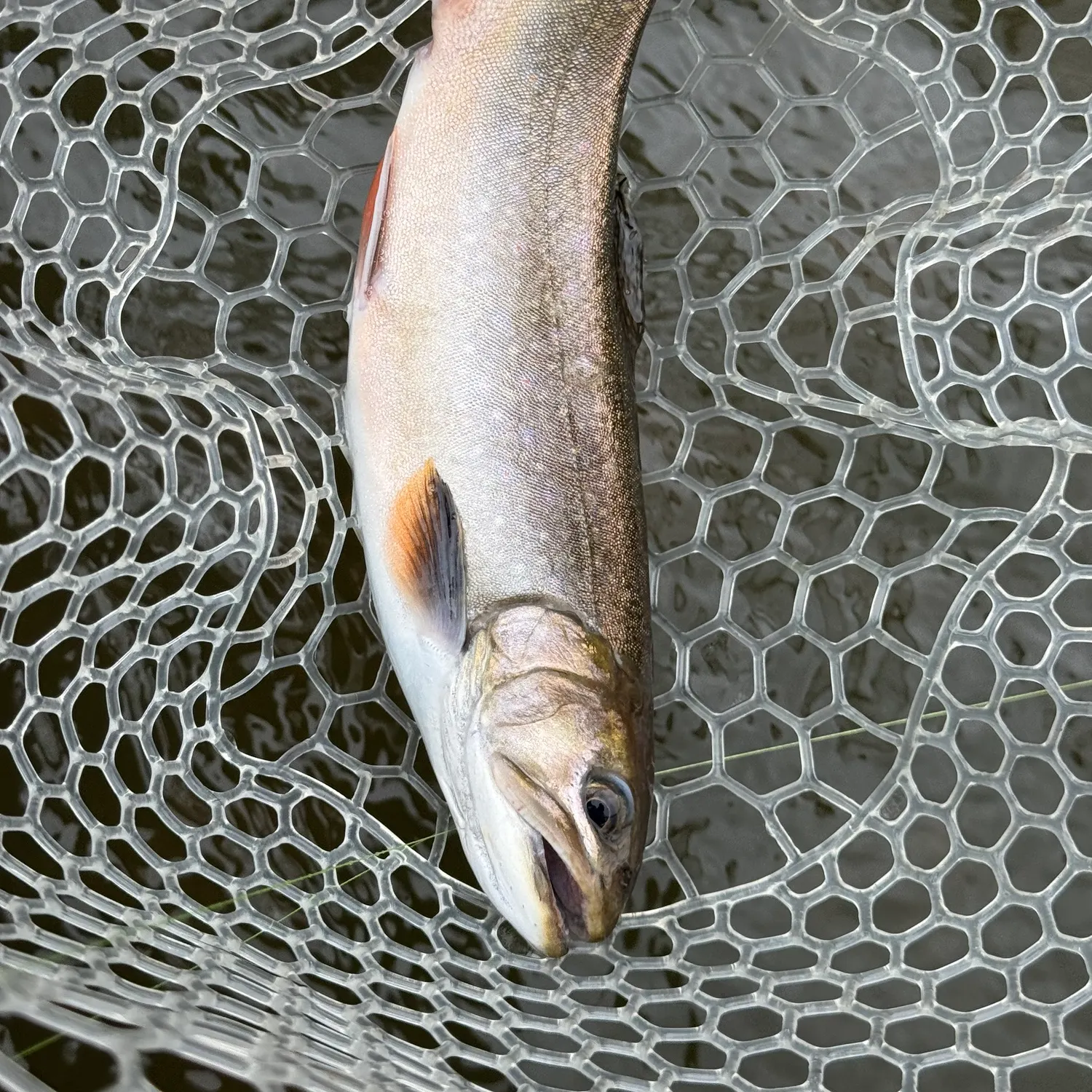 Brook trout caught on Fishbrain