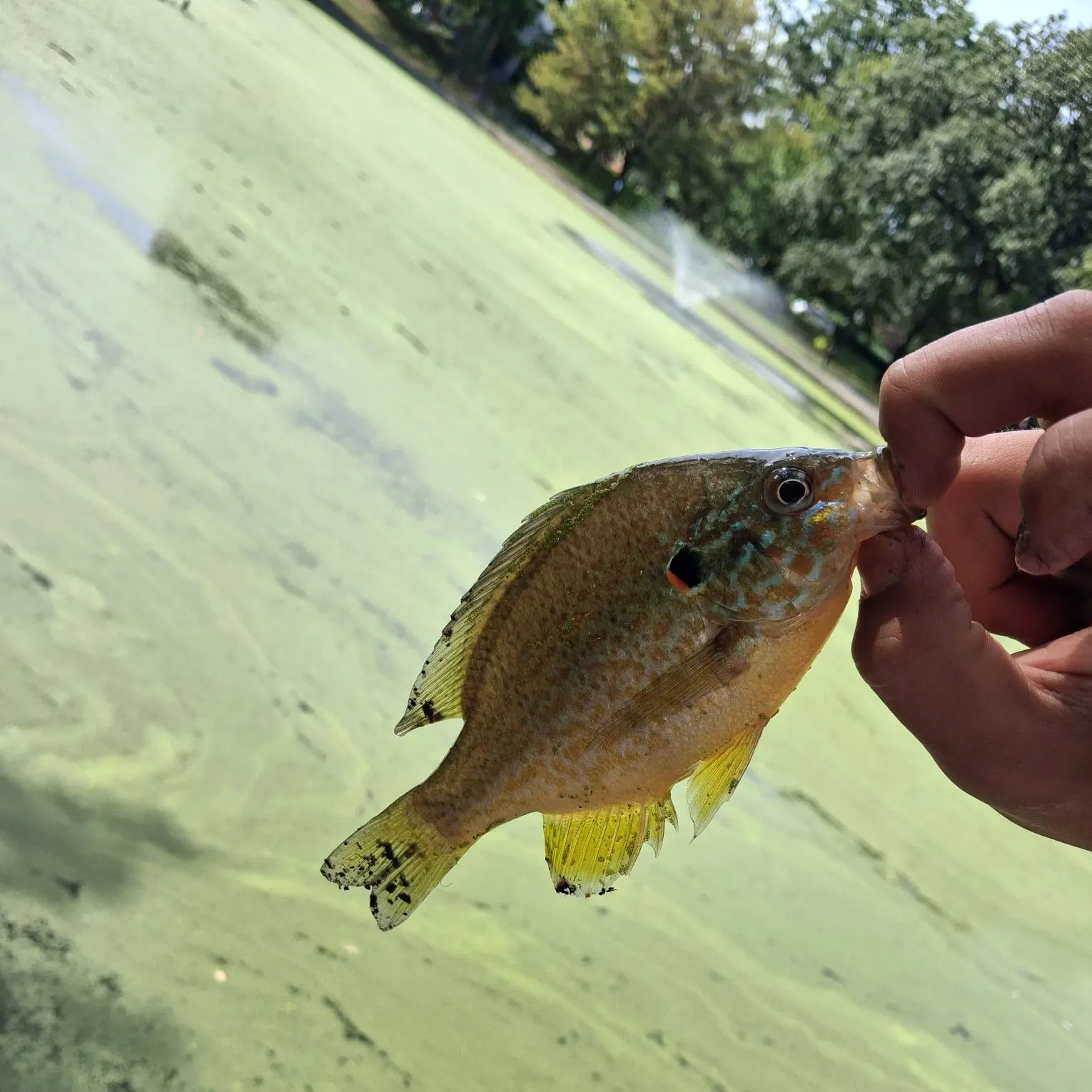 Pumpkinseed caught on Fishbrain