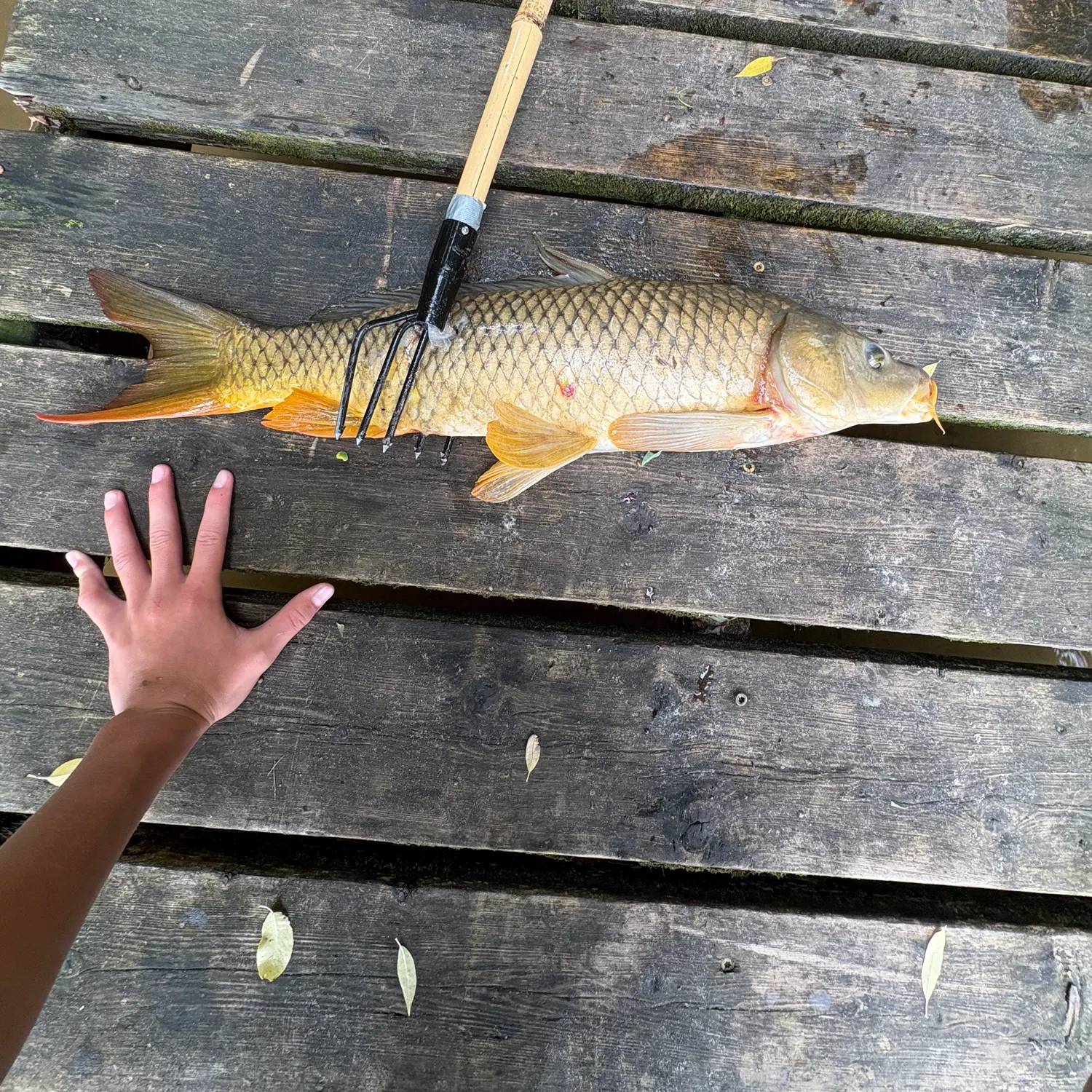 catch