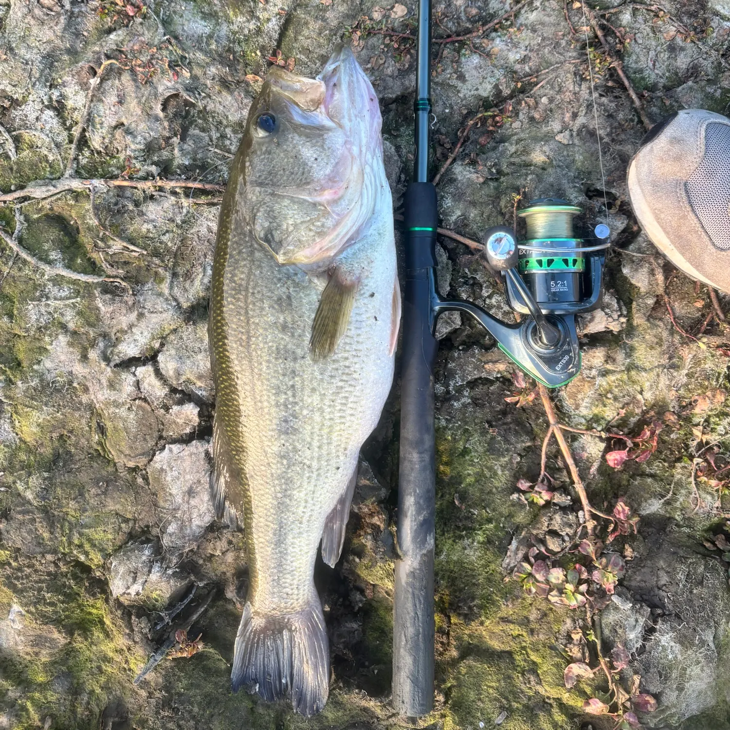 Largemouth bass caught on Fishbrain