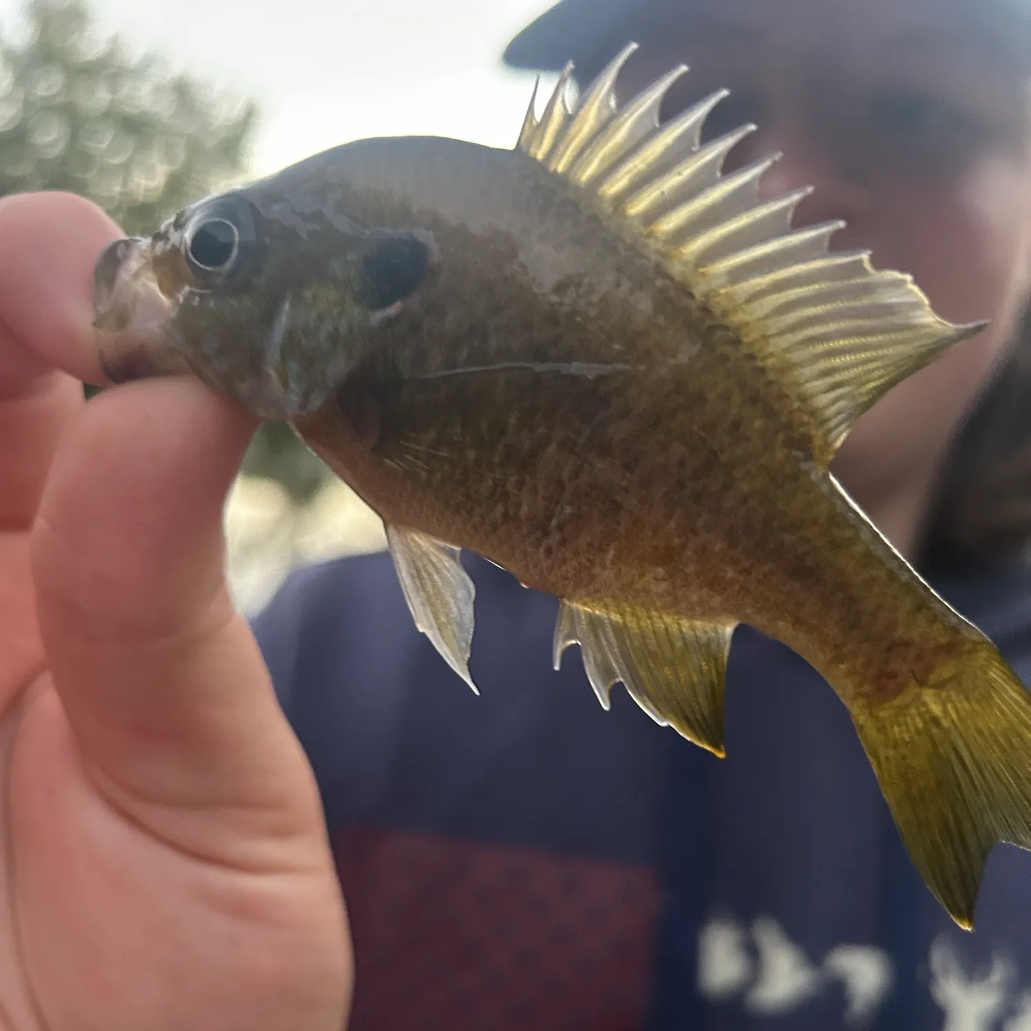 Green sunfish caught on Fishbrain