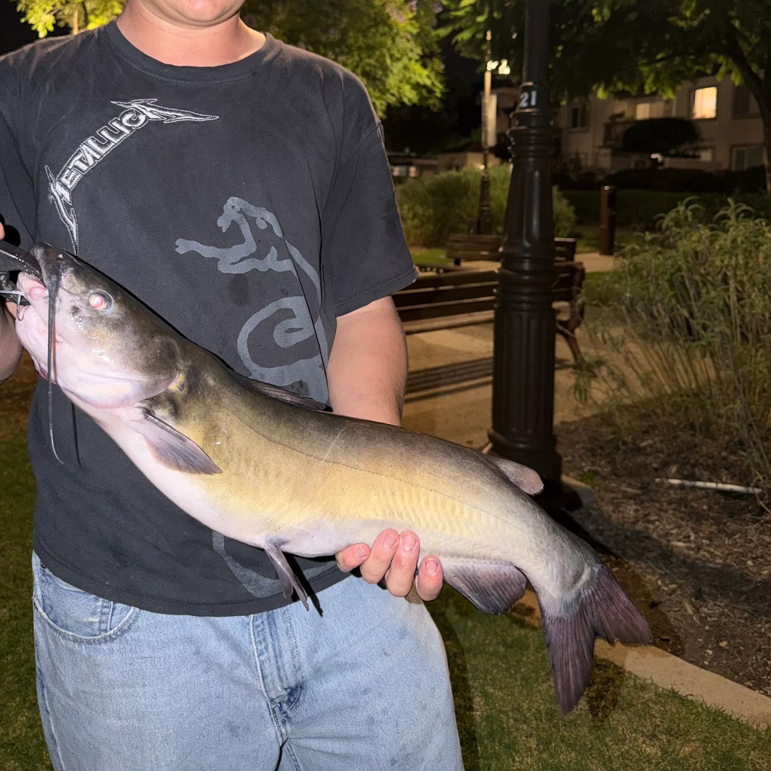 Channel catfish caught on Fishbrain