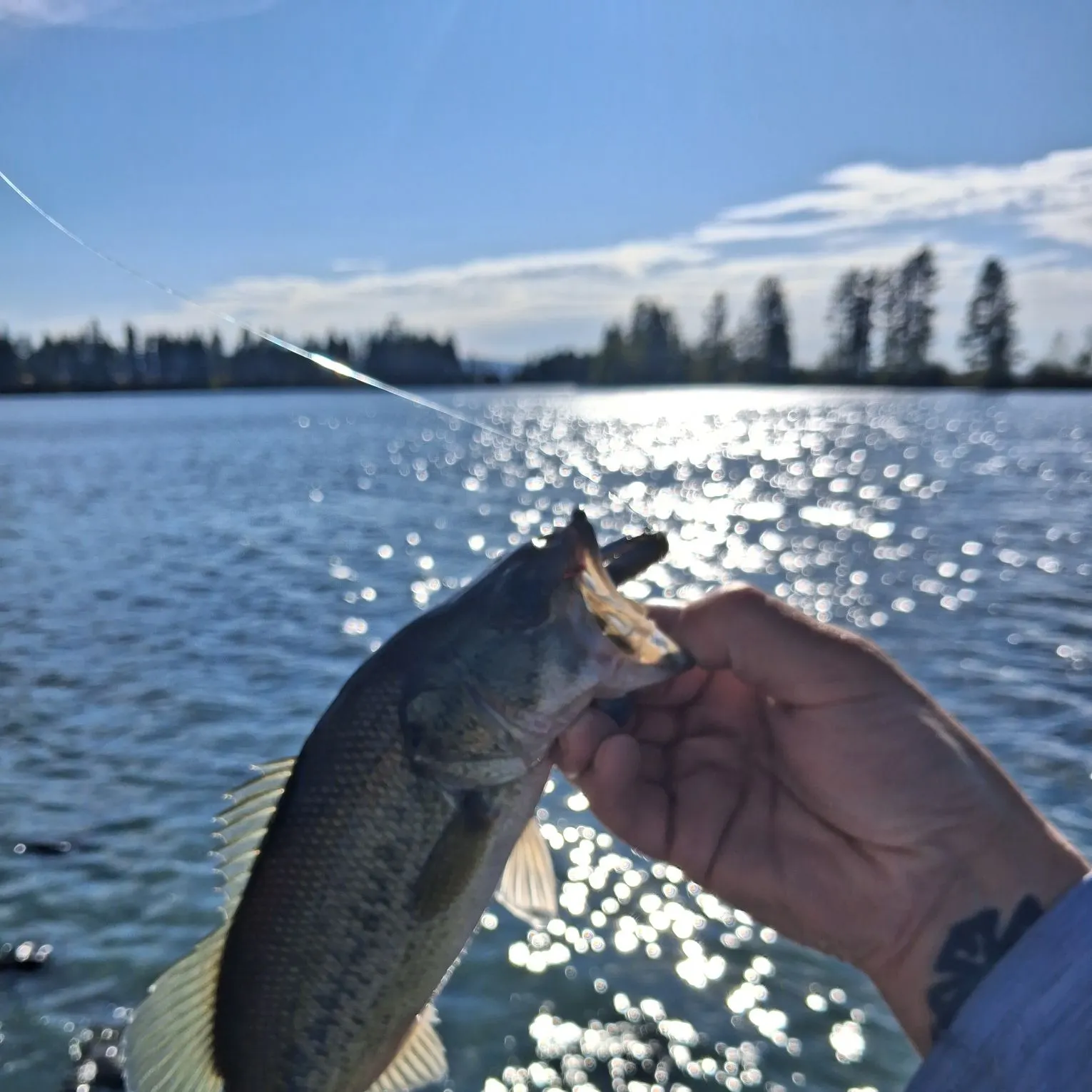 Largemouth bass caught on Fishbrain