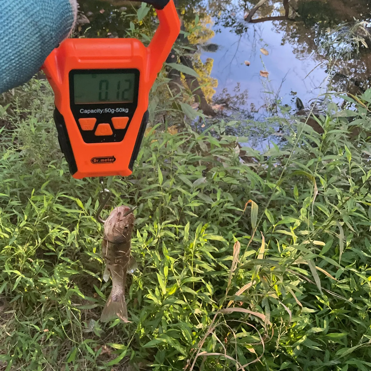 Creek chub caught on Fishbrain