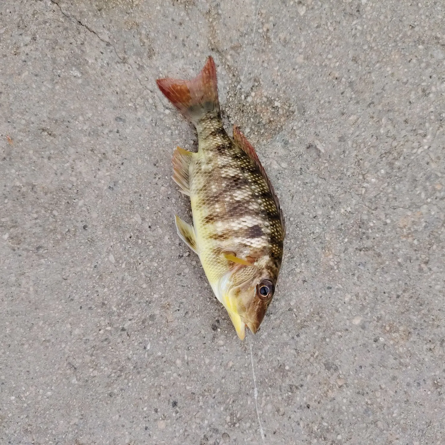 The most recent Orange-spotted grouper catches on Fishbrain
