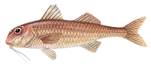 Striped red mullet