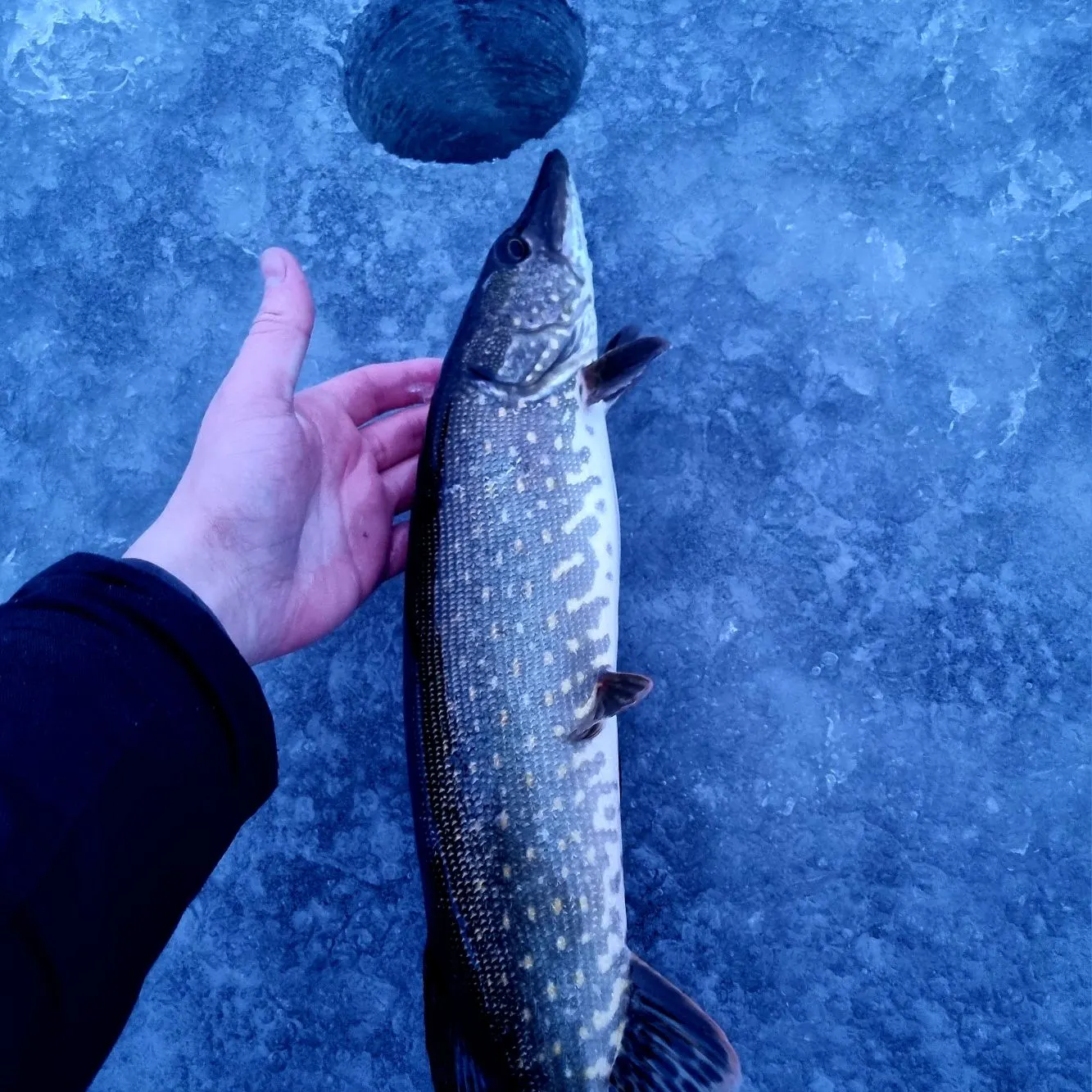 The most recent Northern pike catches on Fishbrain
