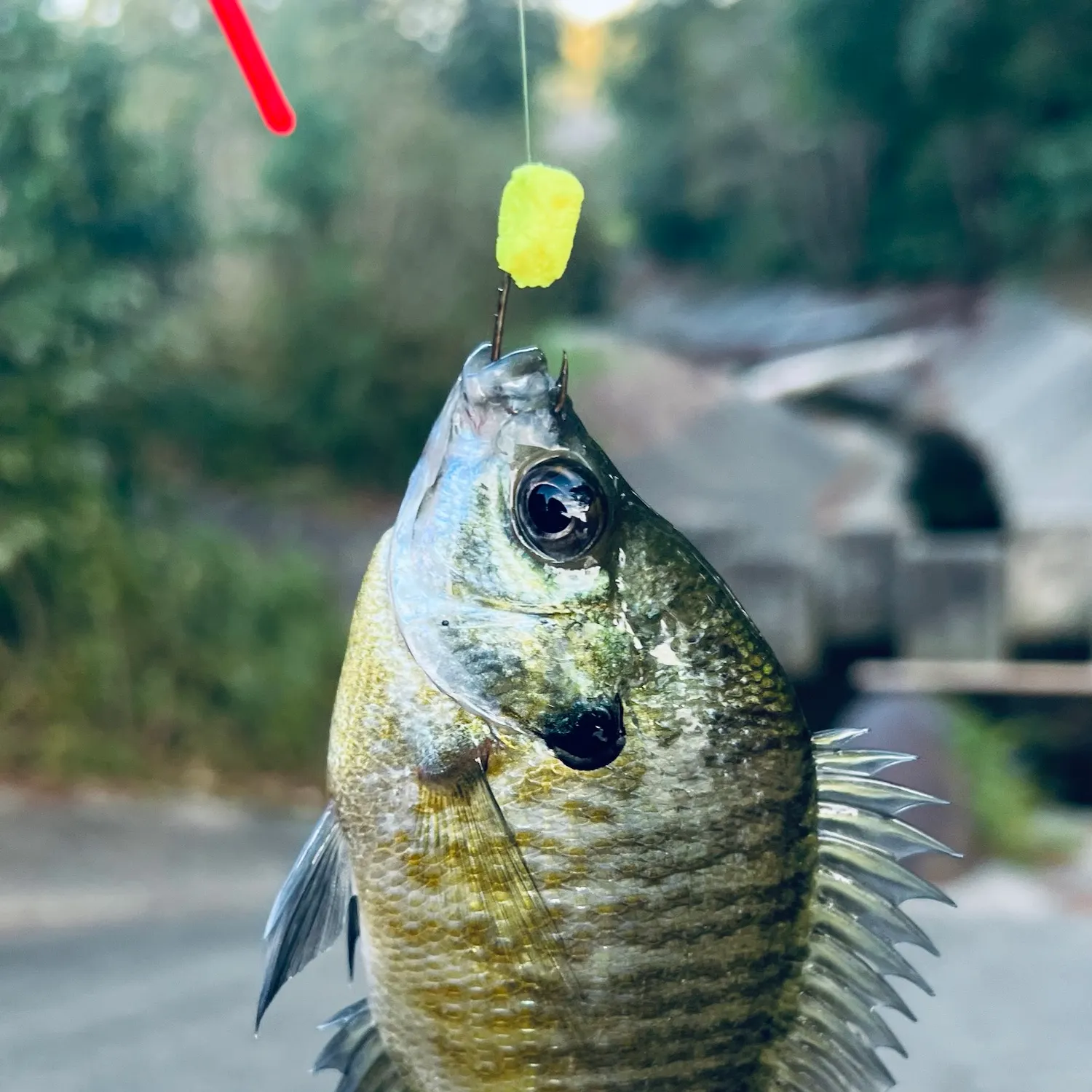Bluegill caught on Fishbrain
