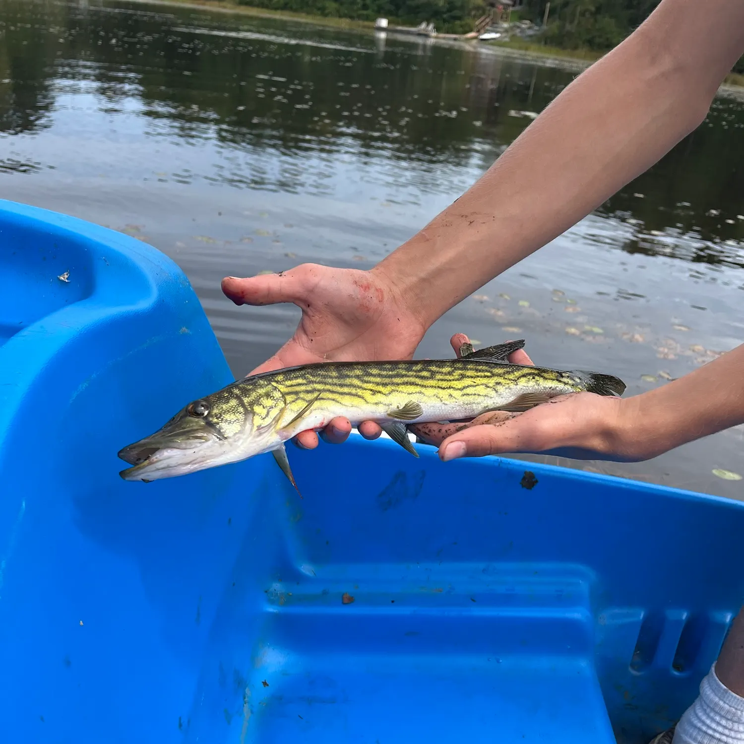 Chain pickerel caught on Fishbrain