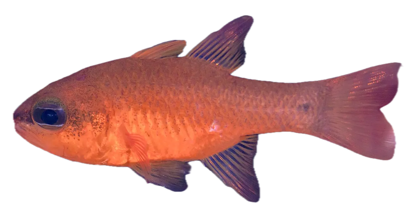 Mediterranean cardinalfish