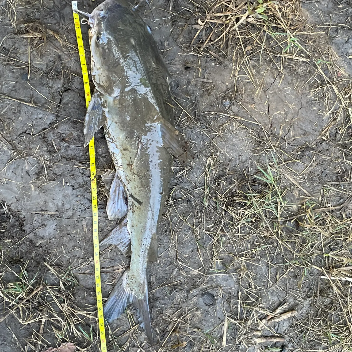 The most recent Blue salmon catfish catches on Fishbrain