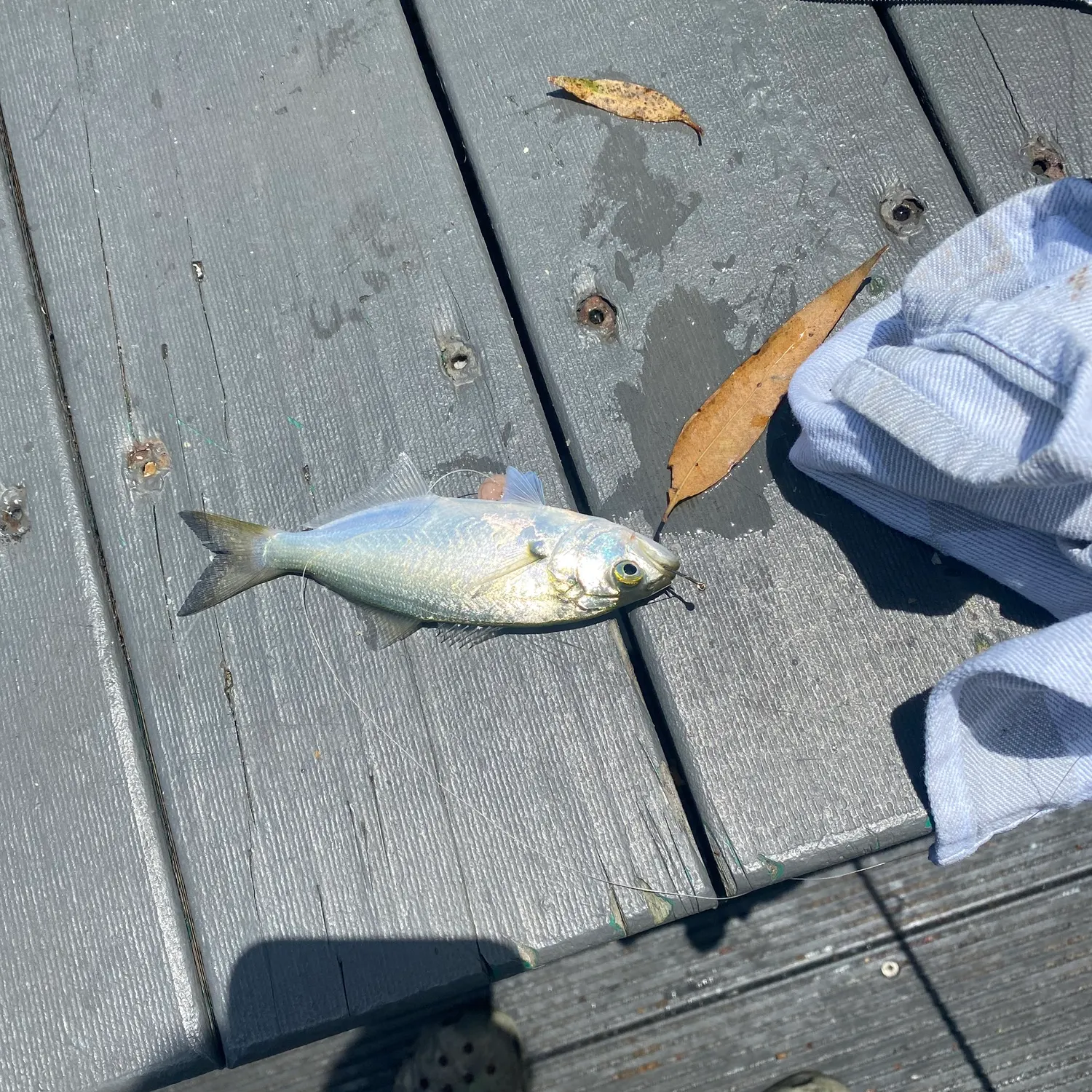 The most recent Bluefish catches on Fishbrain