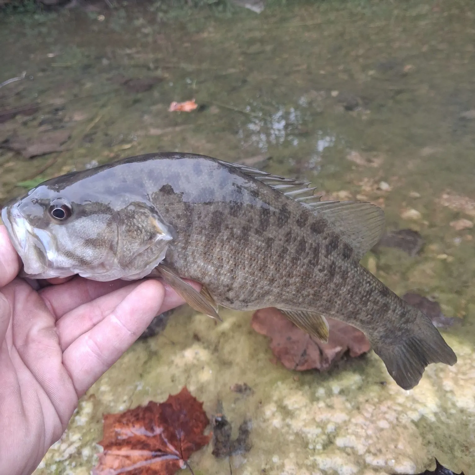 Smallmouth bass caught on Fishbrain