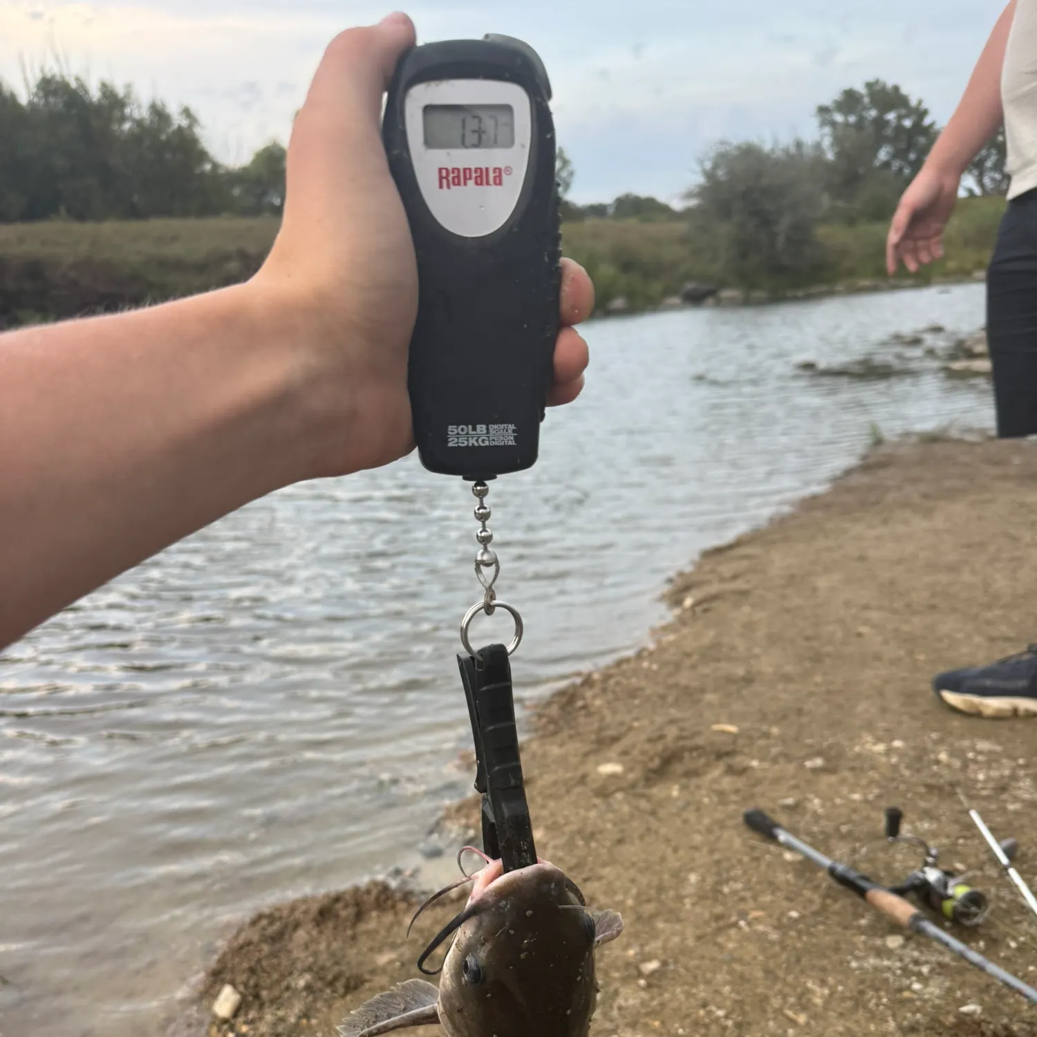 Channel catfish caught on Fishbrain