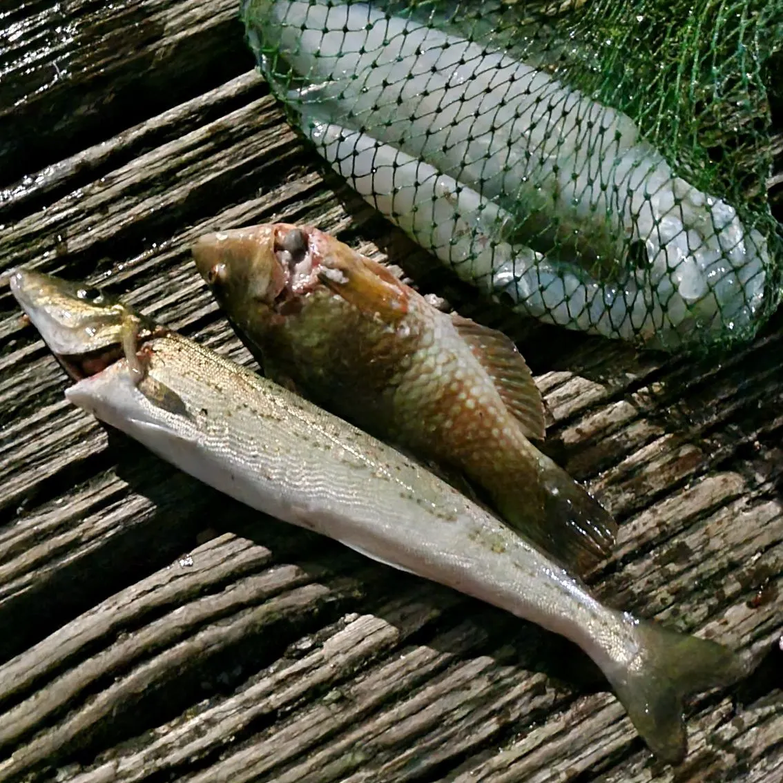 catch