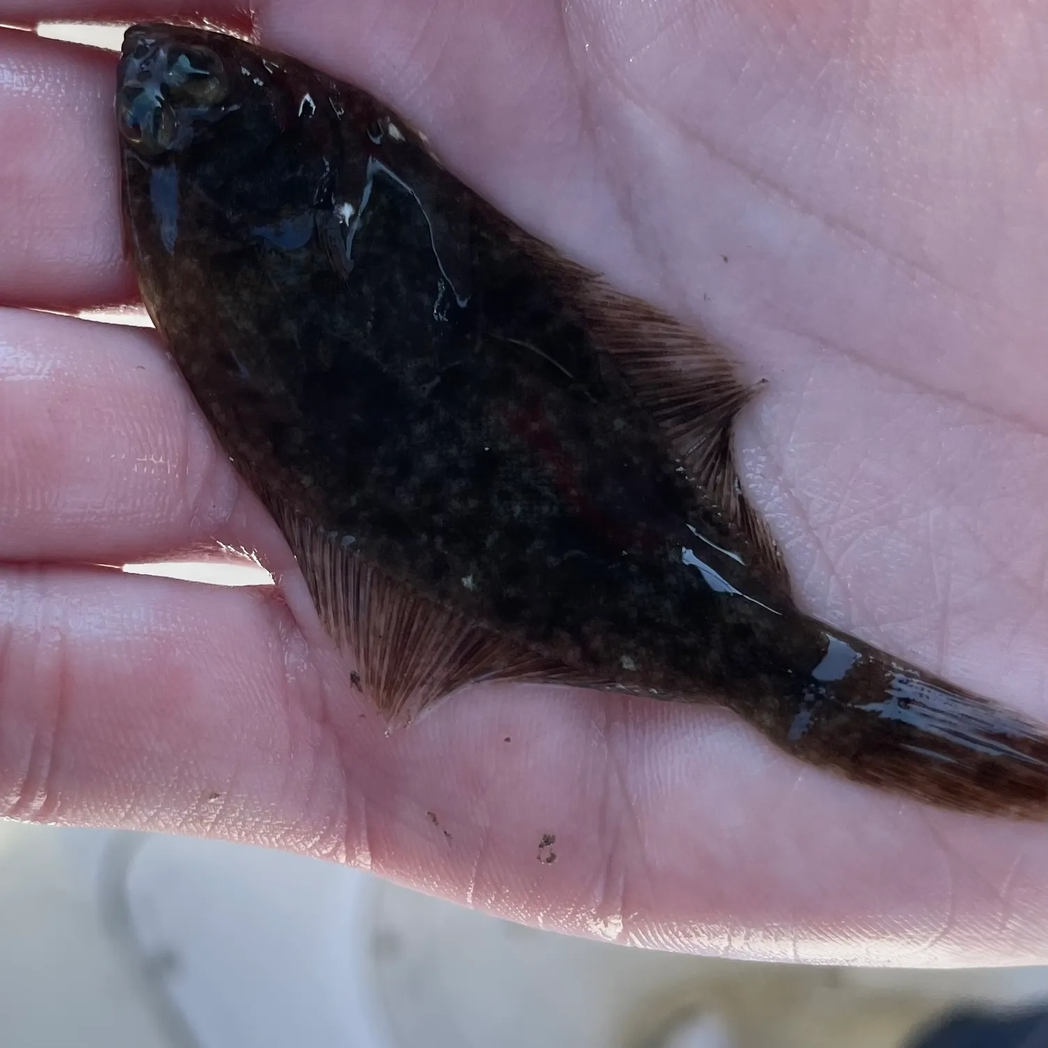 The most recent Winter flounder catches on Fishbrain