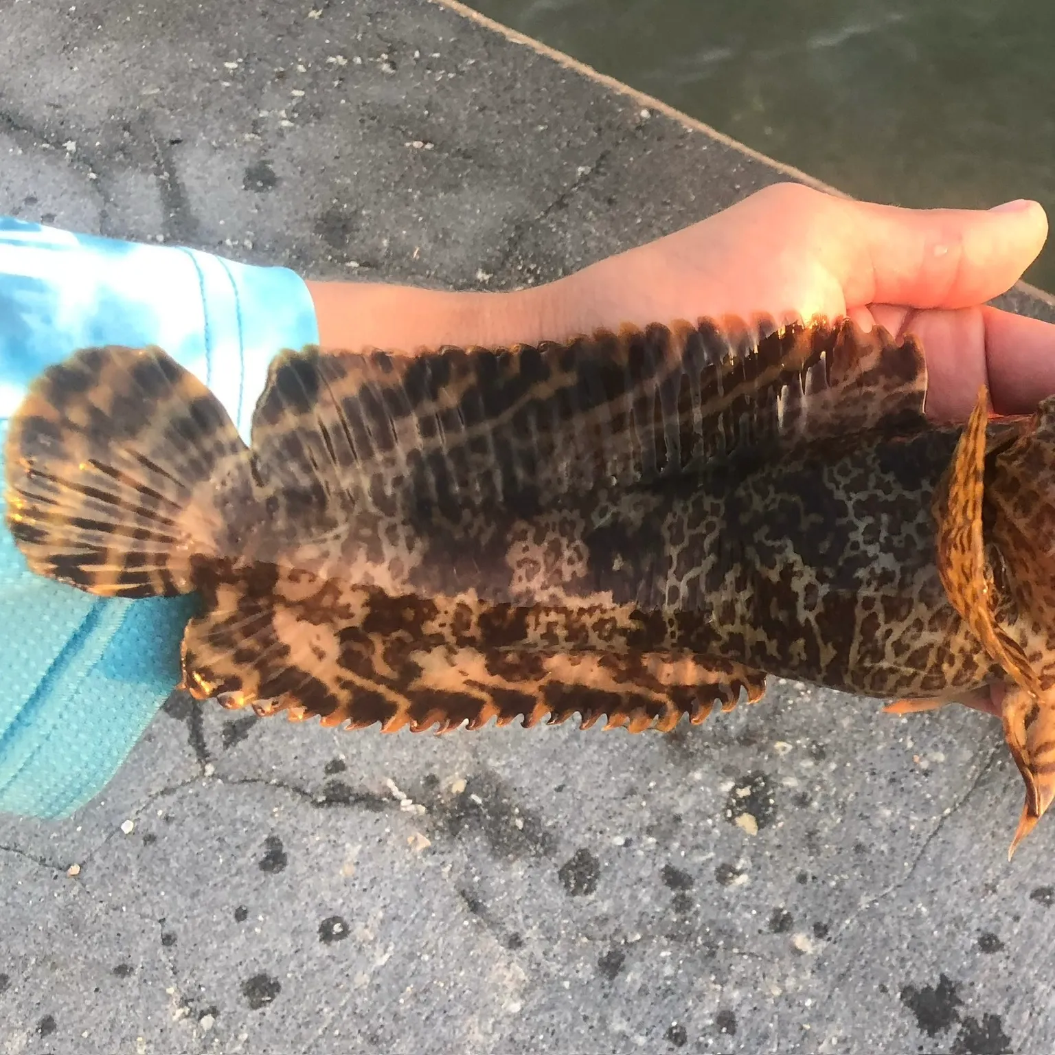 The most recent Oyster toadfish catches on Fishbrain