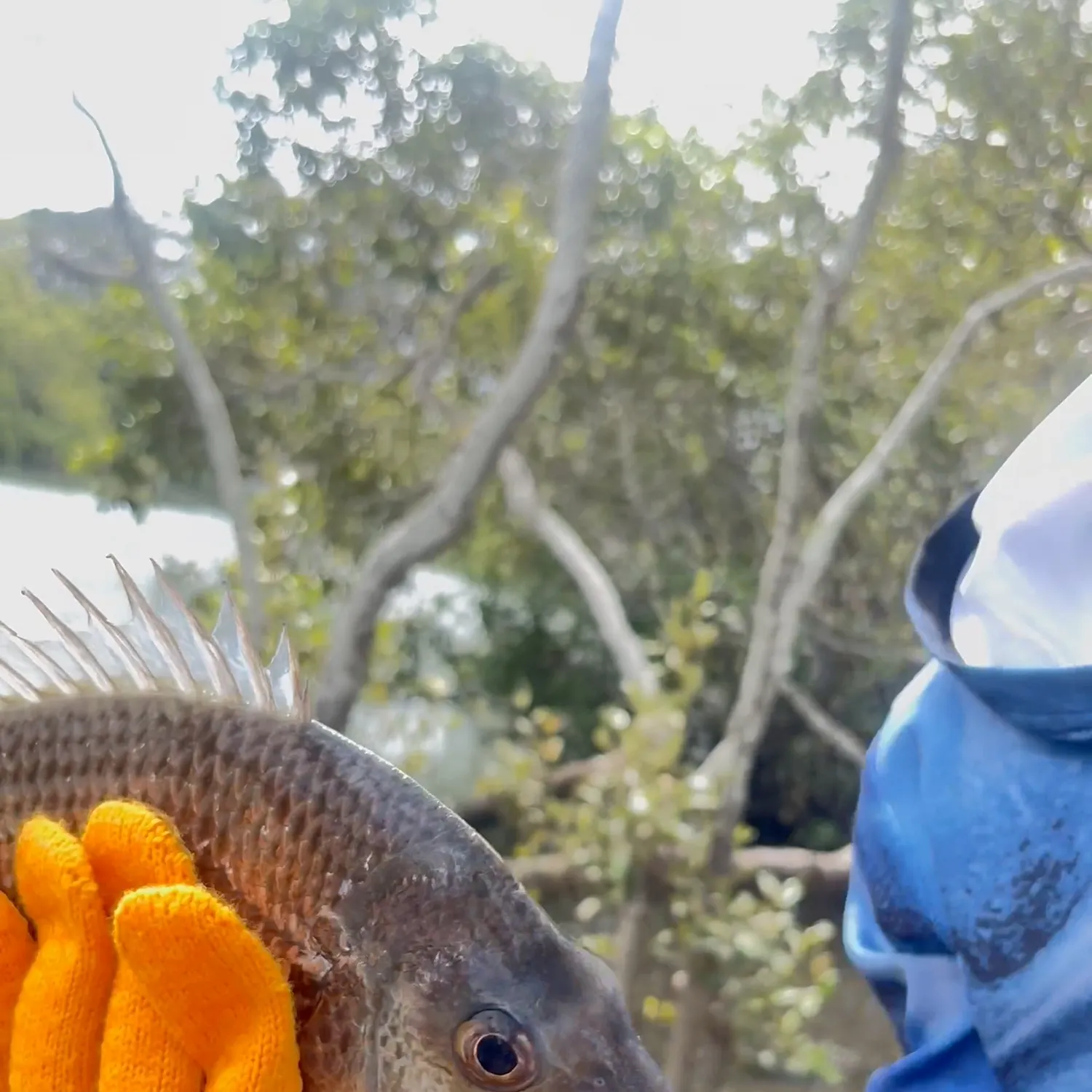 The most recent Surf bream catches on Fishbrain
