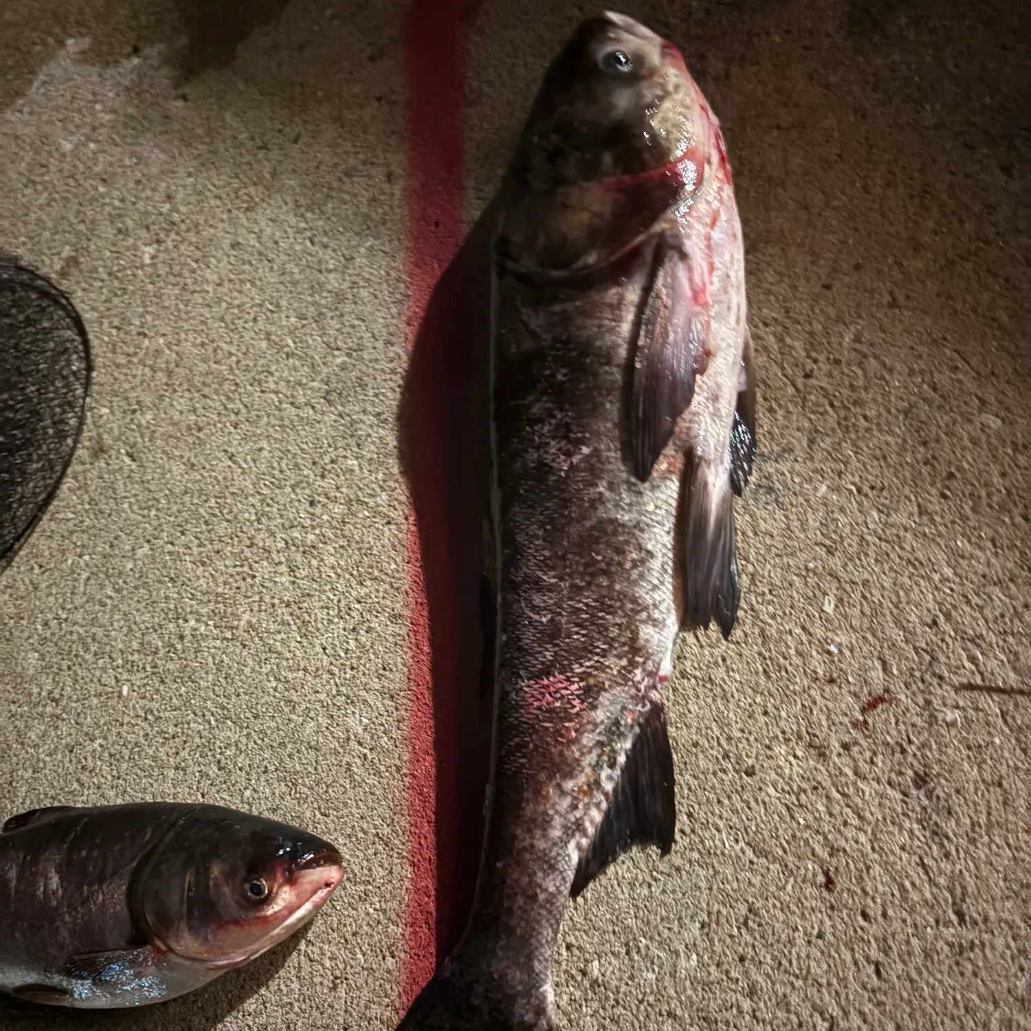 The most recent Bighead carp catches on Fishbrain