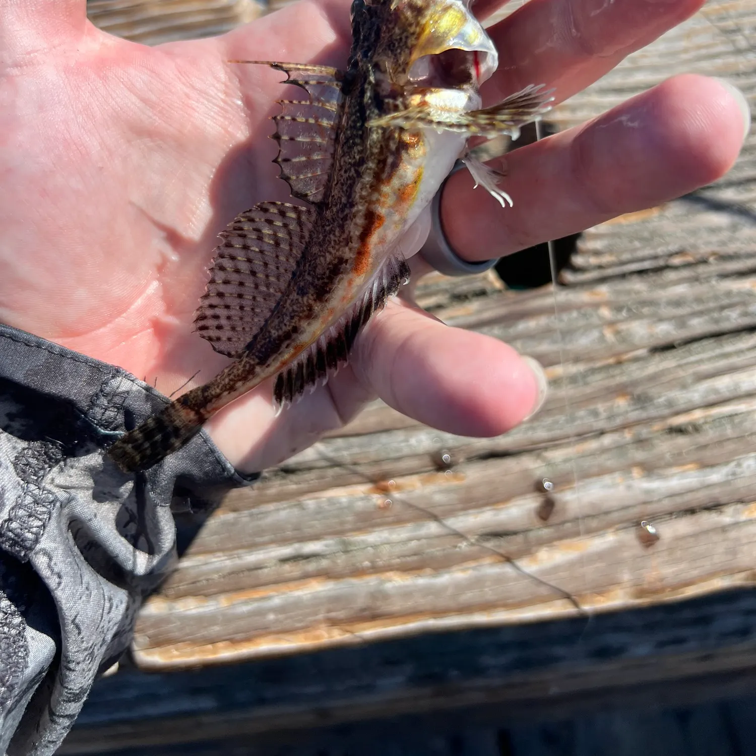 recently logged catches